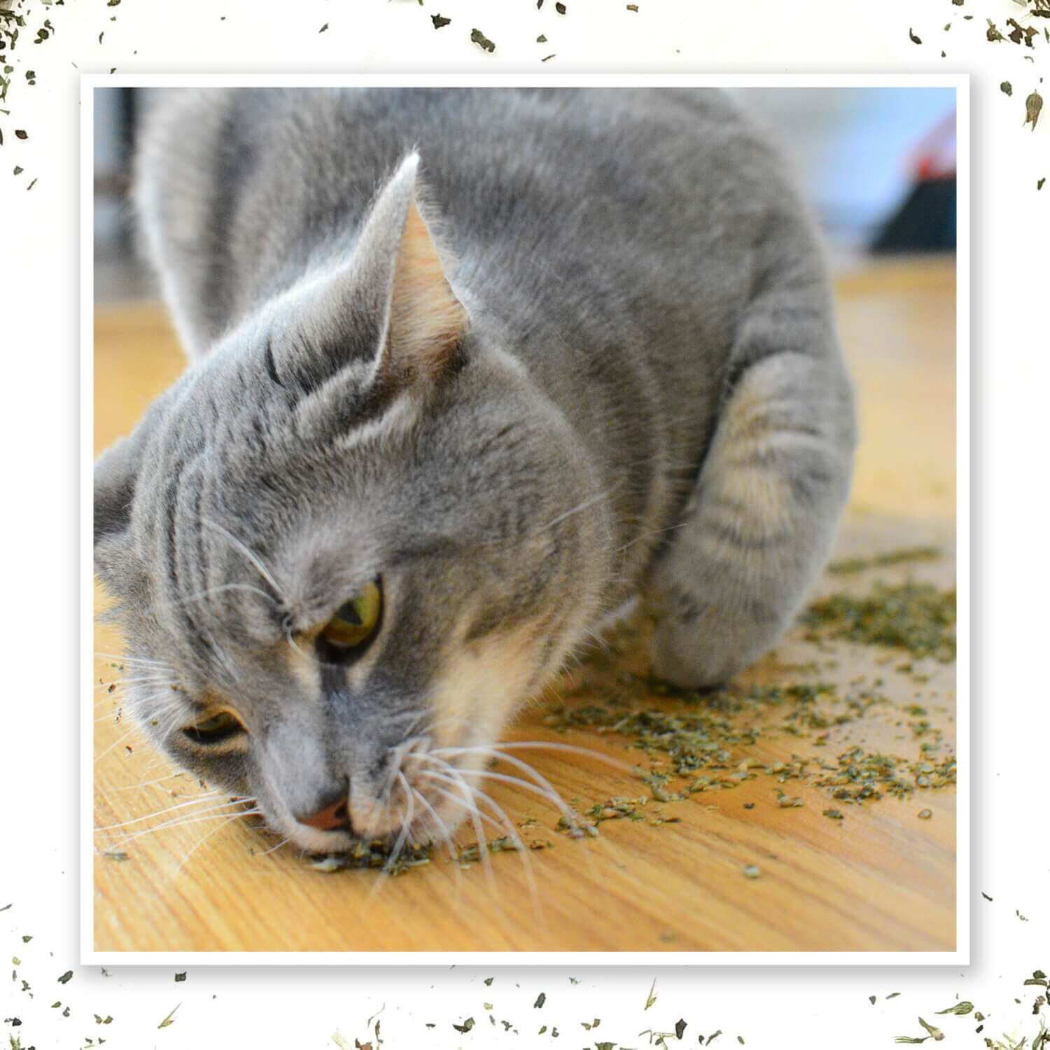 Meowijuana Purrple Passion - Silvervine & Catnip Blend For Cats