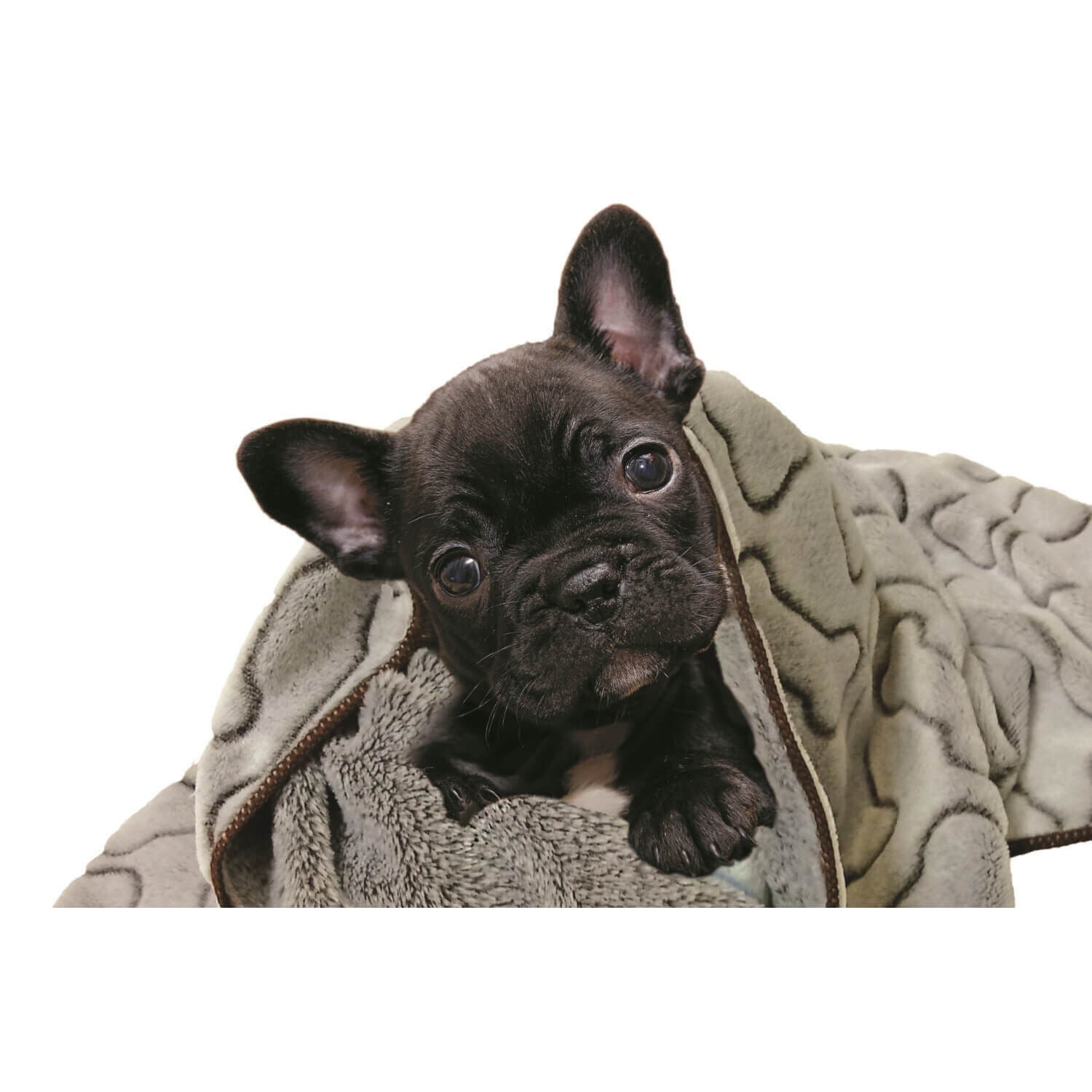 Spot Bones Gray Dog Blanket, 40X60"