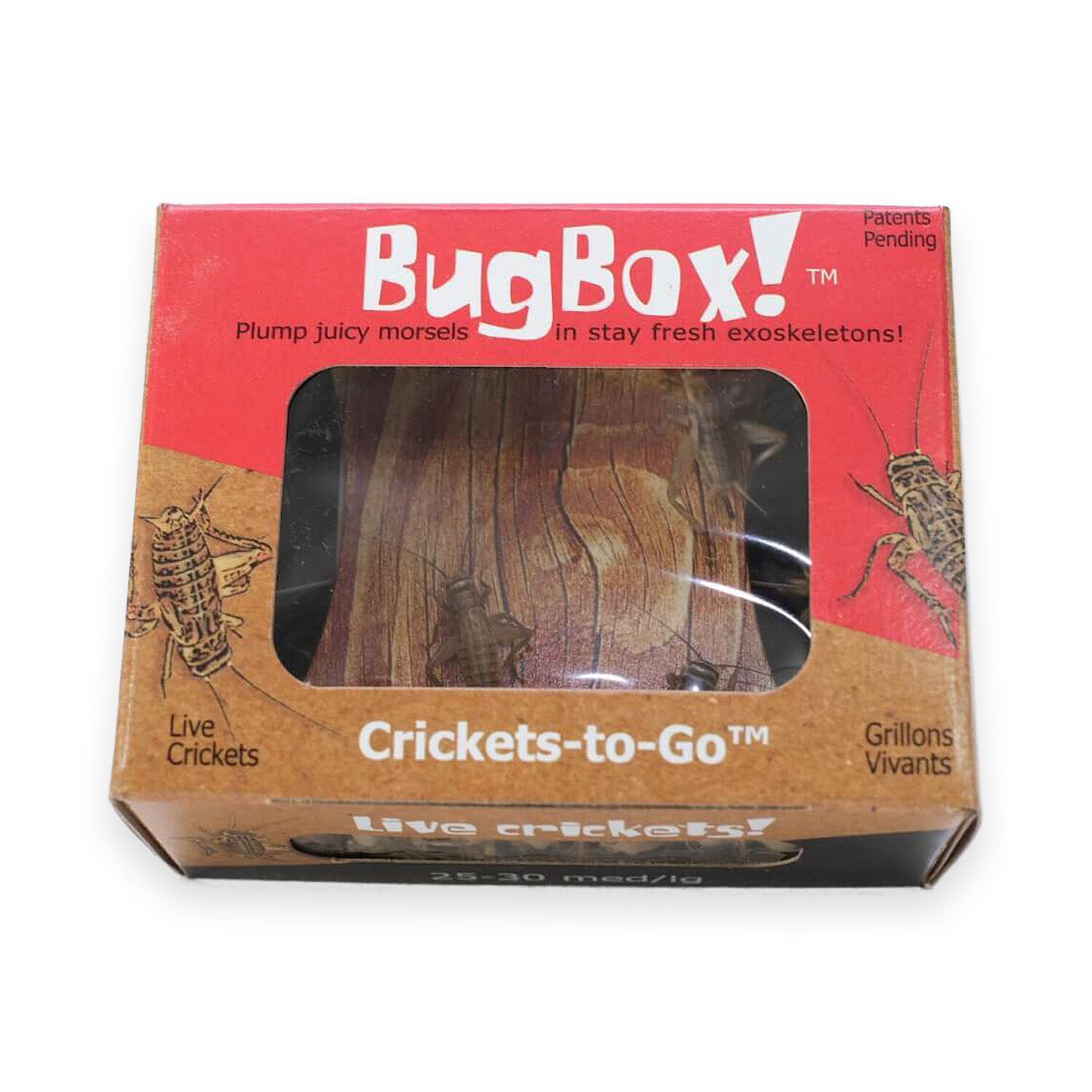Pet Supermarket Live Bug Box - Large Crickets