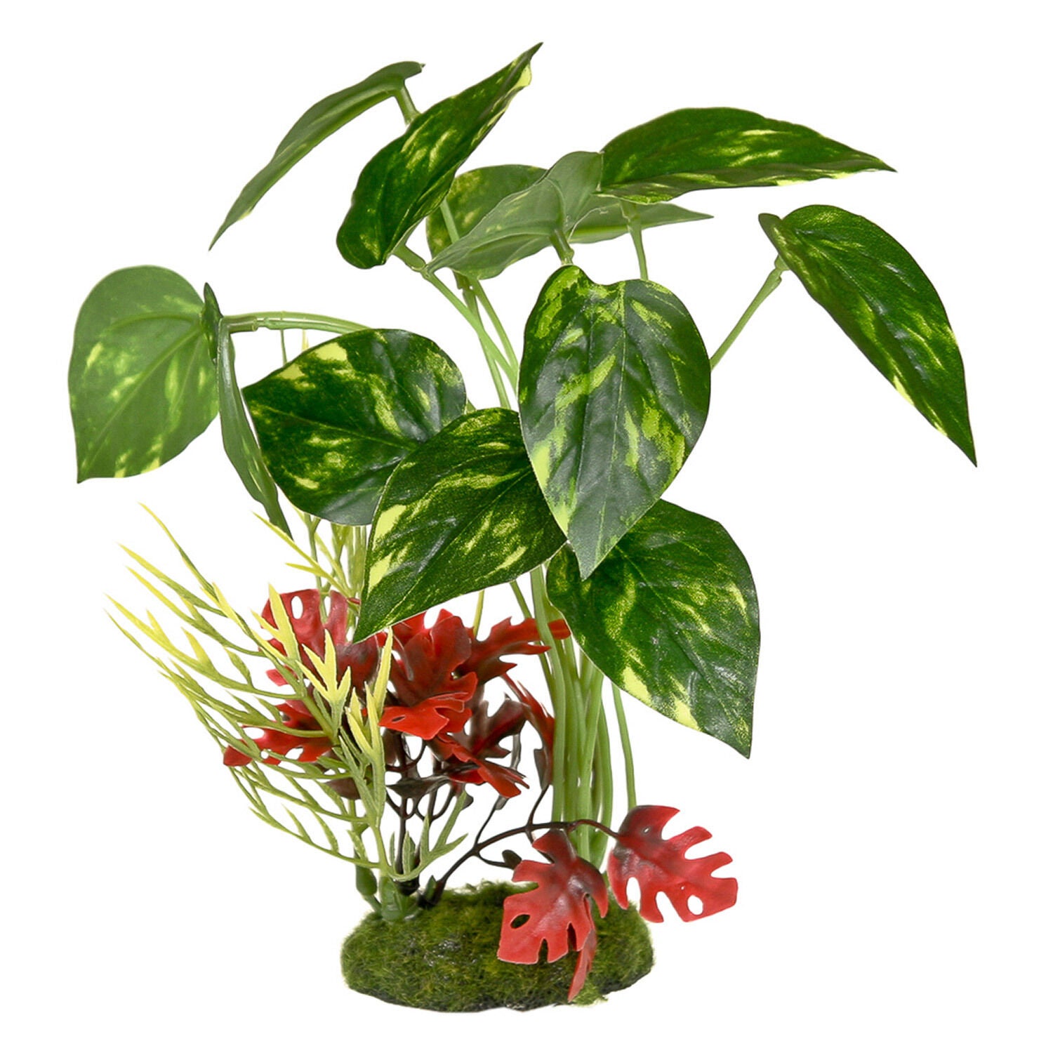 Blue Ribbon Tropical Gardens Pothos Variegated Leaf Cluster Aquarium Plant