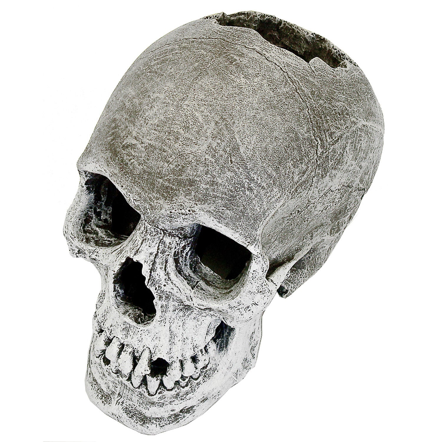 Blue Ribbon Exotic Environments Life-Like Human Skull Aquarium Ornament