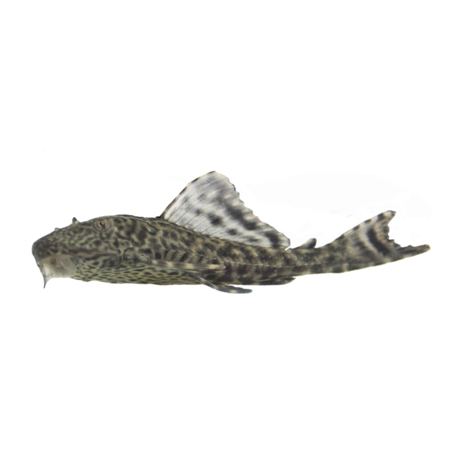 Plecostomus Regular