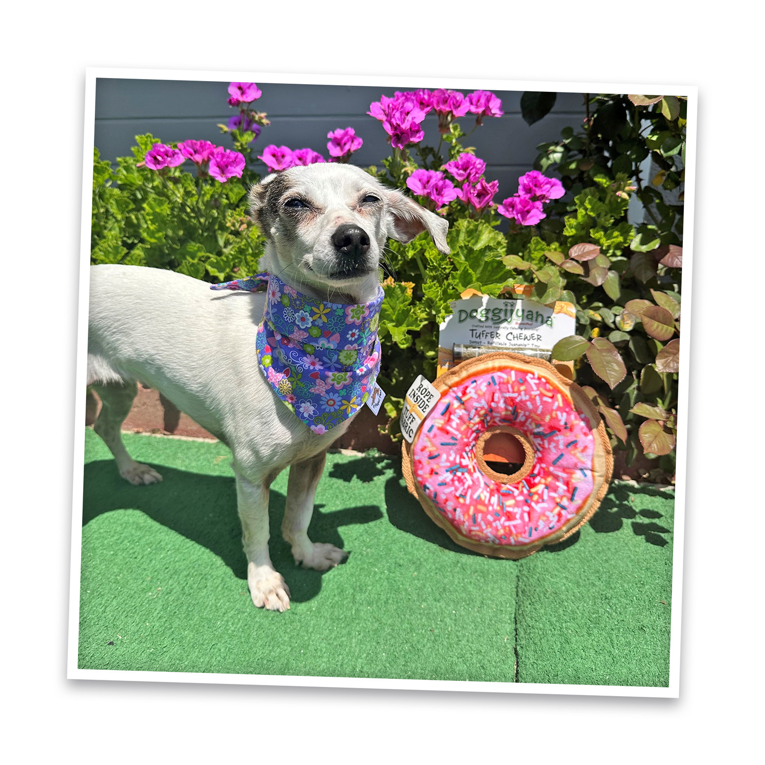 Doggijuana Tuffer Chewer Pink Donut Durable Refillable Dog Toy With Juananip