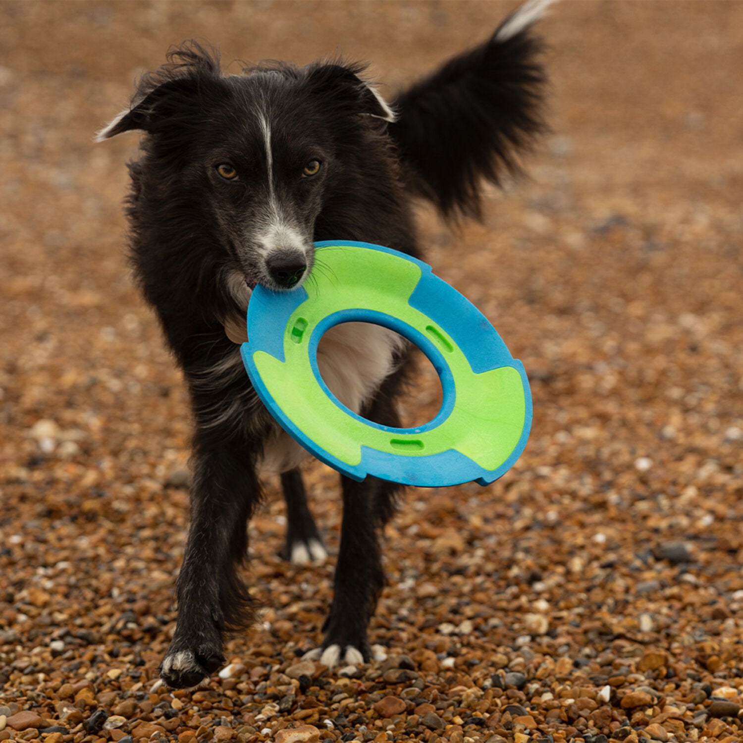 Frubba Play Flyer Flying Disc Dog Toy