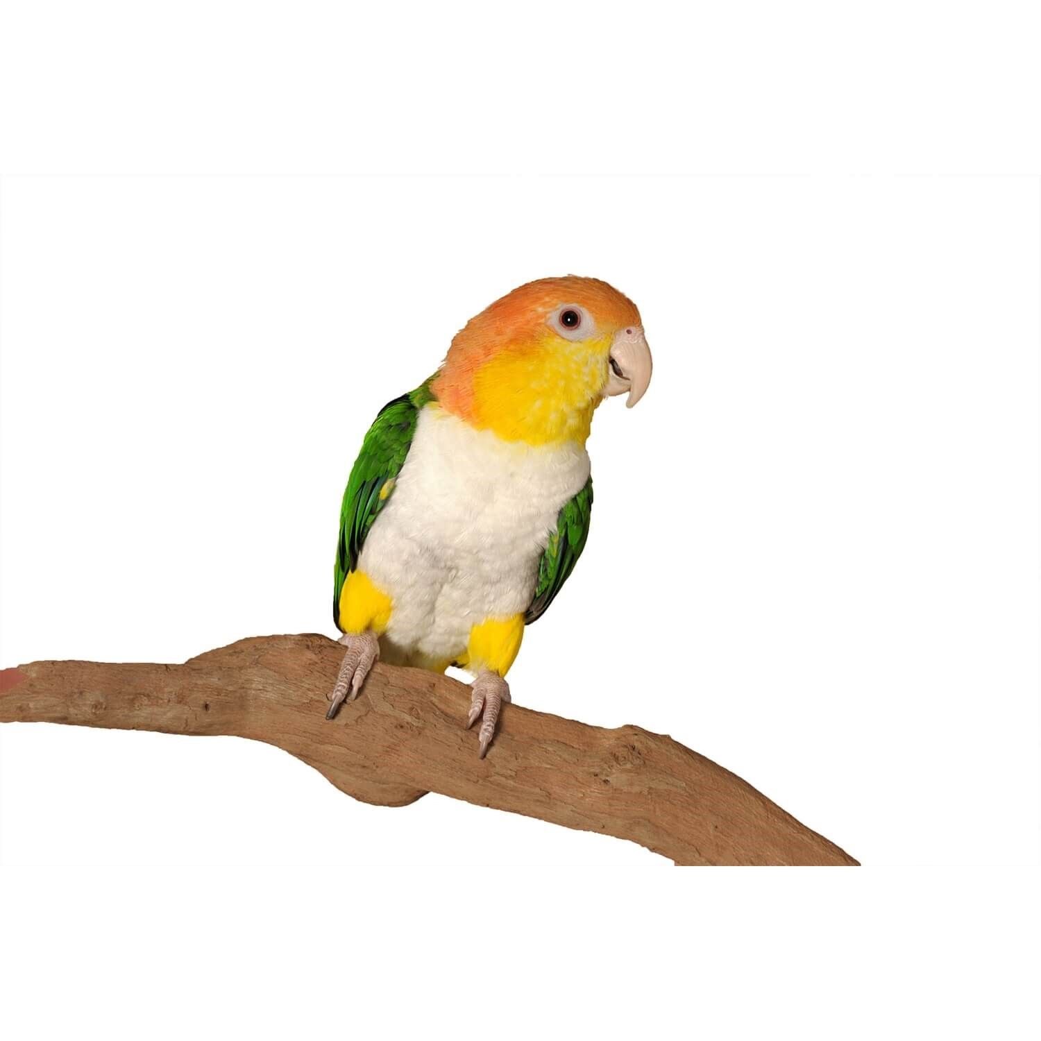 White Bellied Caique