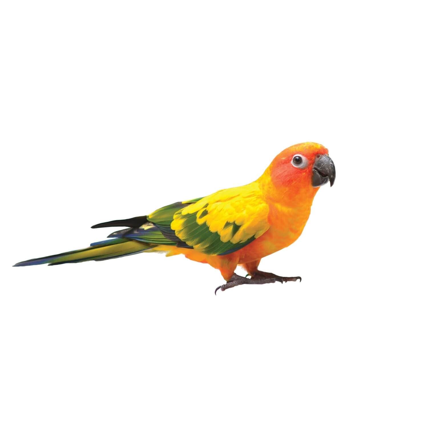 Fancy Conure (Sun/Jenday)