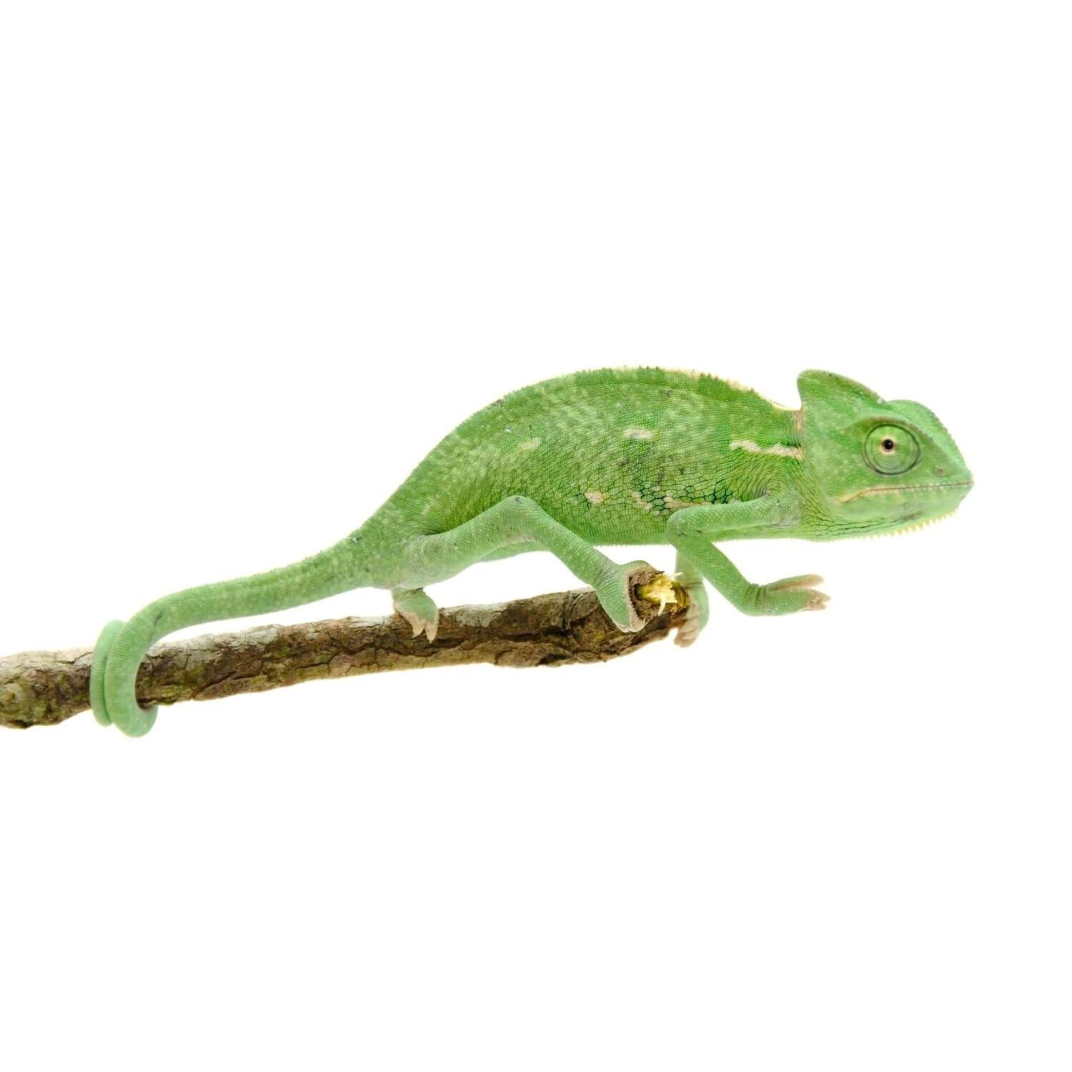 Juvenile Veiled Chameleon