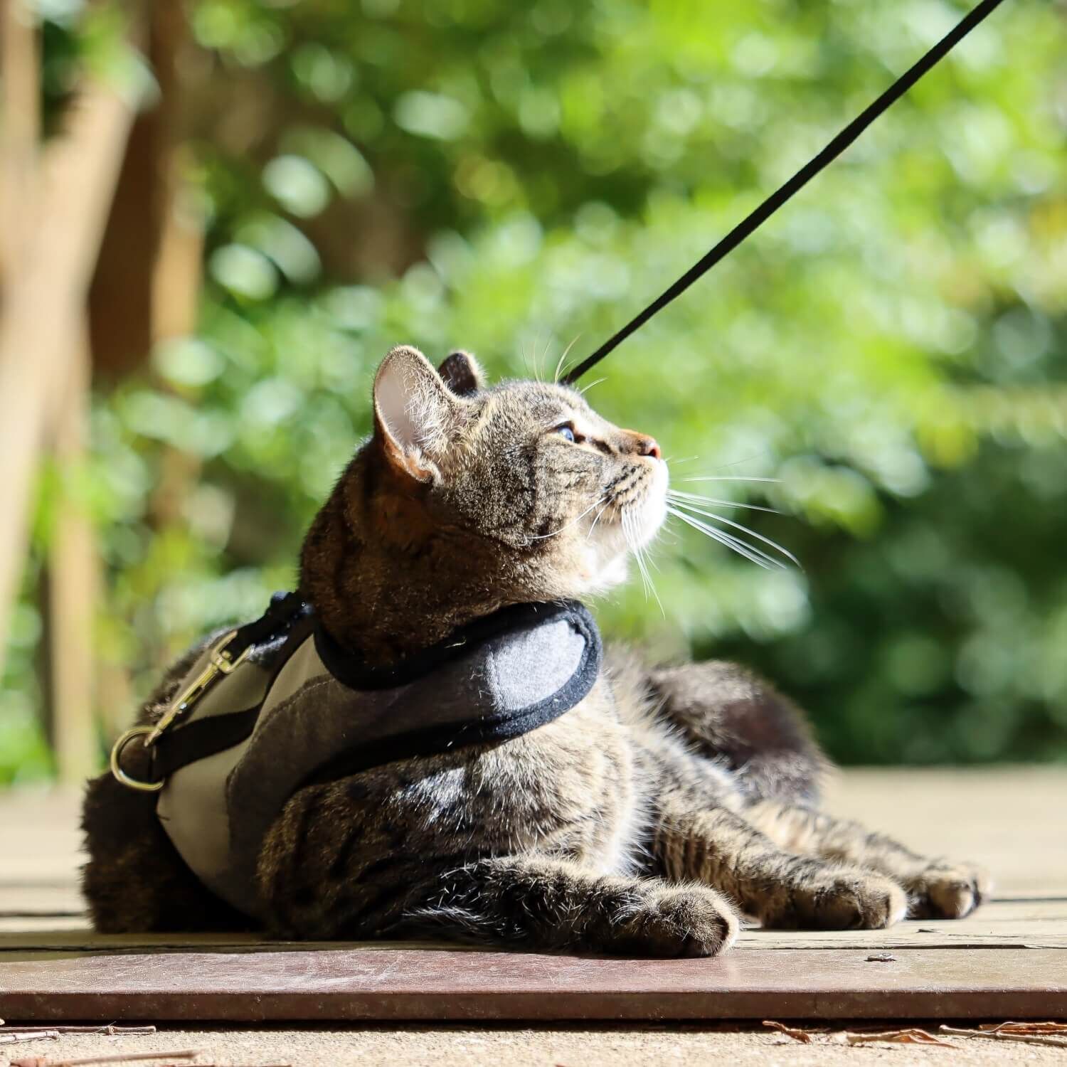 Coastal Pet Products Adjustable Cat Wrap Harness With 6' Leash, Gray, 11"-16"