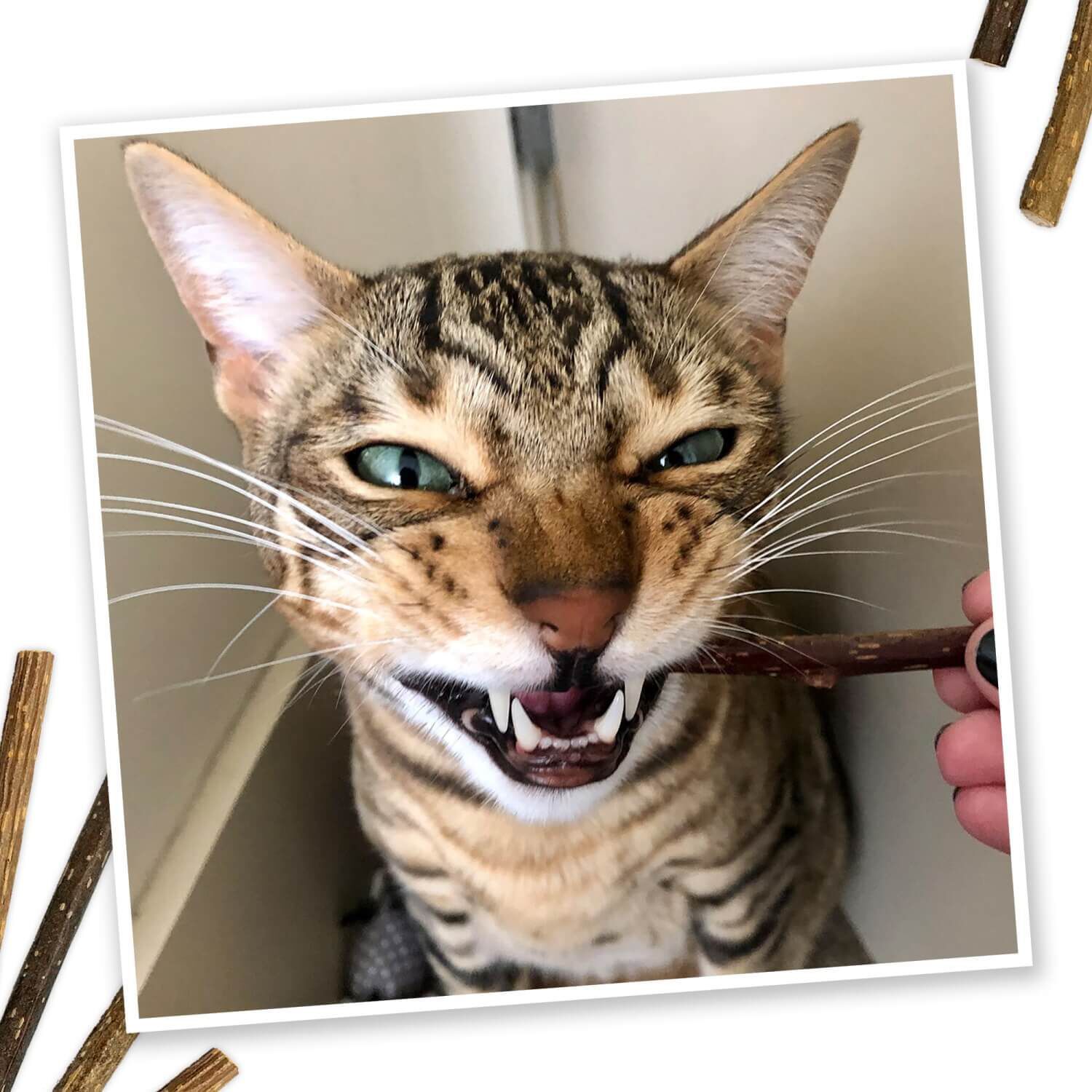 Meowijuana Silvervine Sticks For Cats