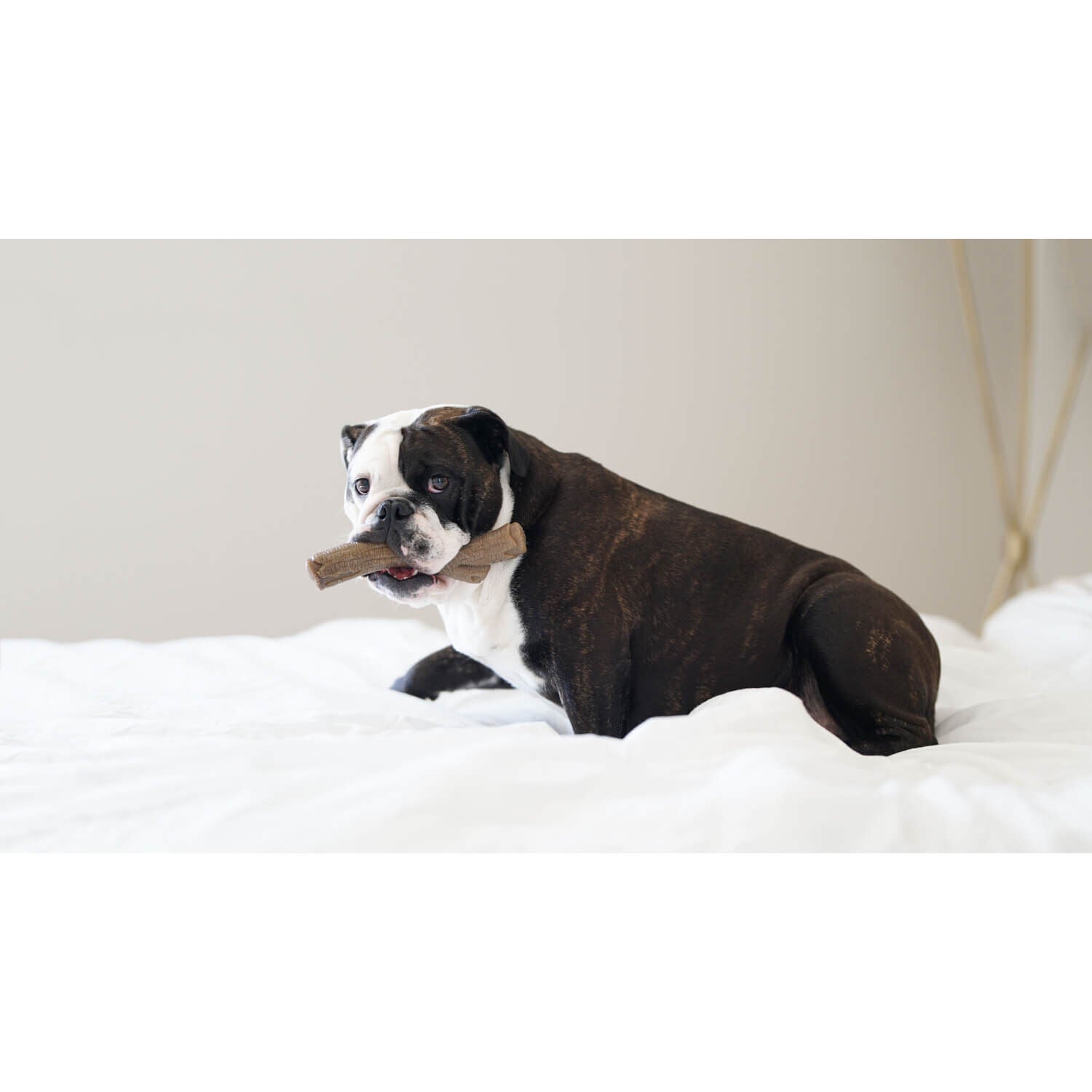 Nylabone Gourmet Style Strong Chew Stick Dog Toy - Peanut Butter Flavor