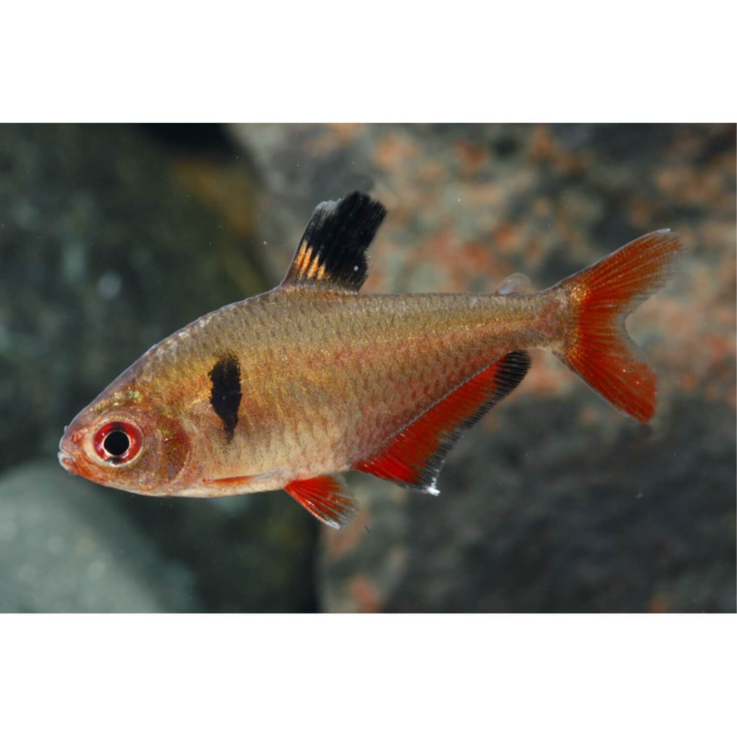 Serpae Tetra Regular