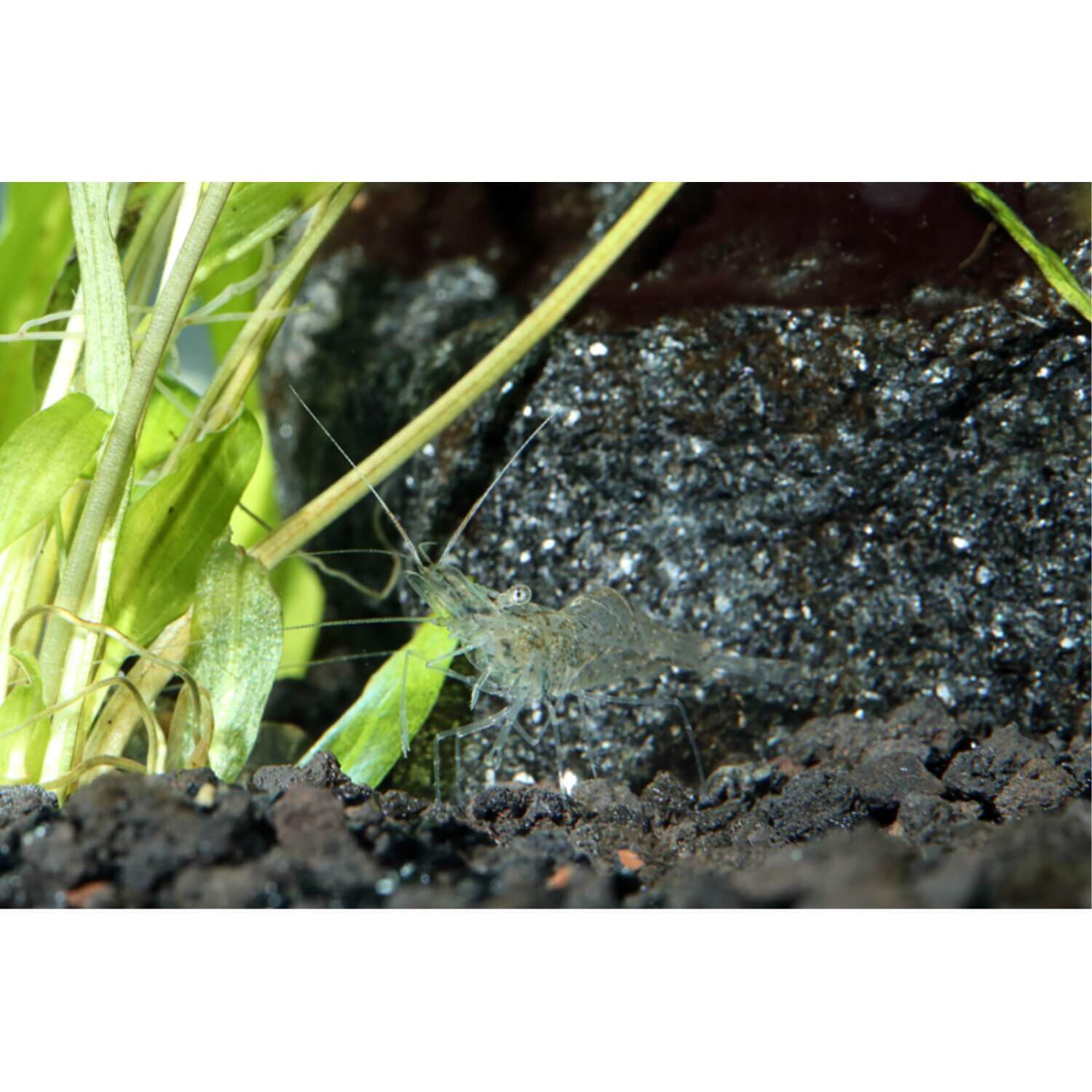 Ghost Shrimp