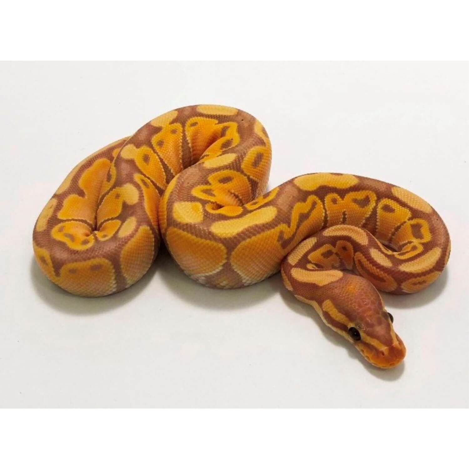 Banana Ball Python