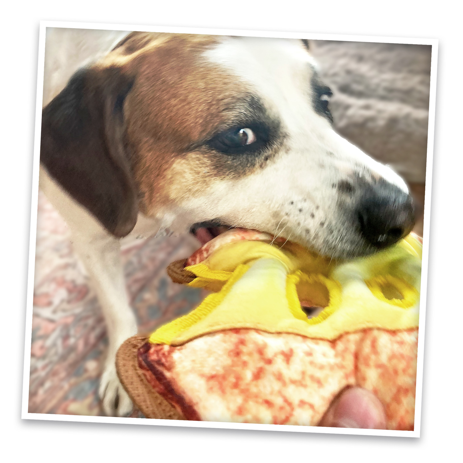 Doggijuana Tuffer Chewer Grilled Cheese Refillable Juananip Dog Toy