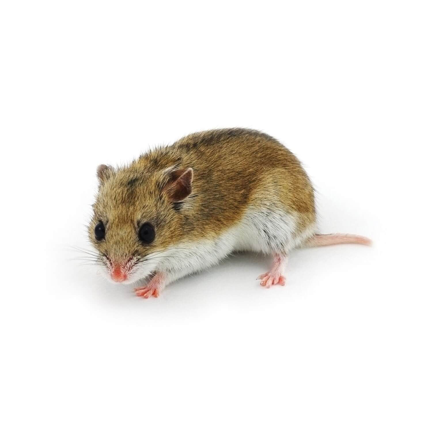 Chinese Dwarf Hamster