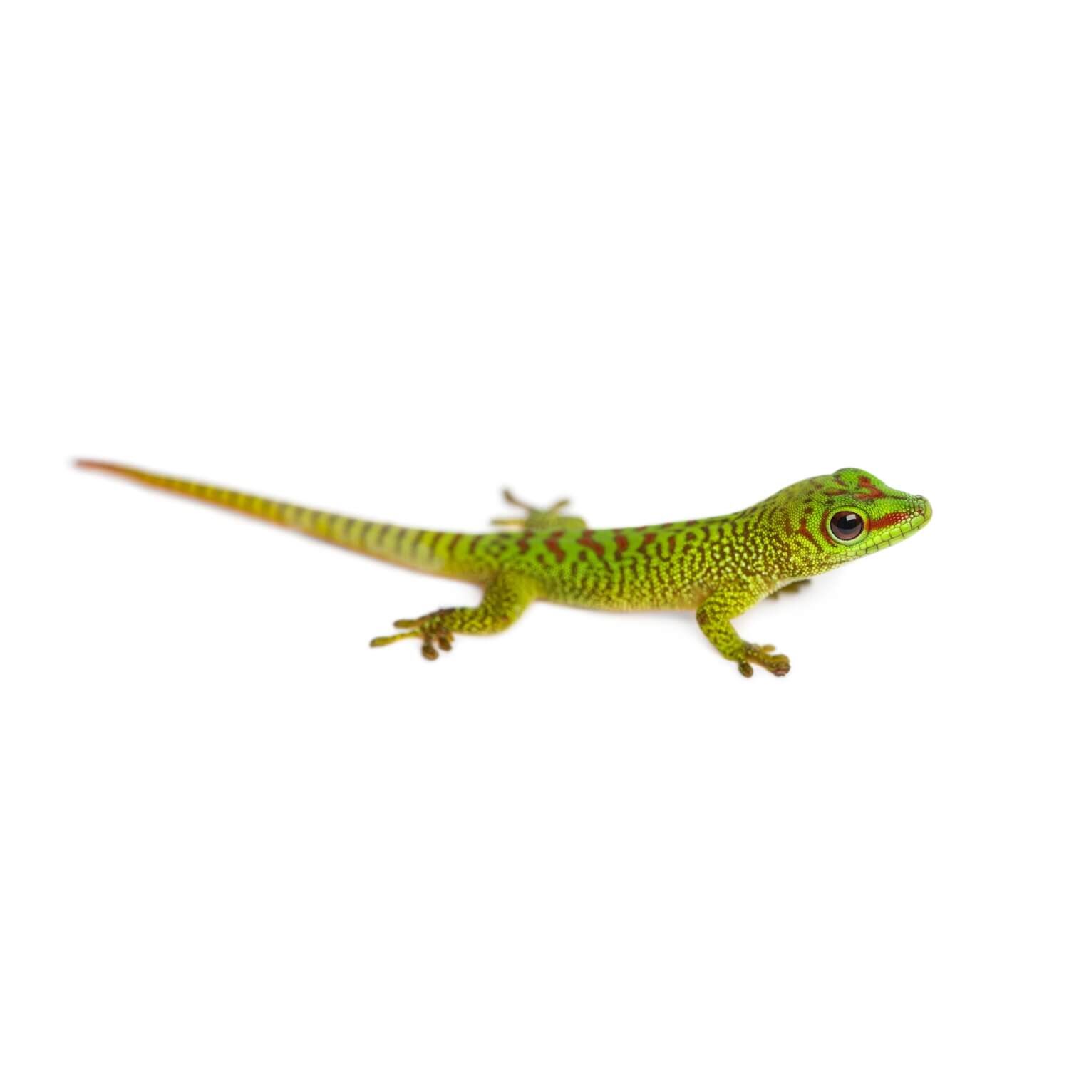 Giant Day Gecko