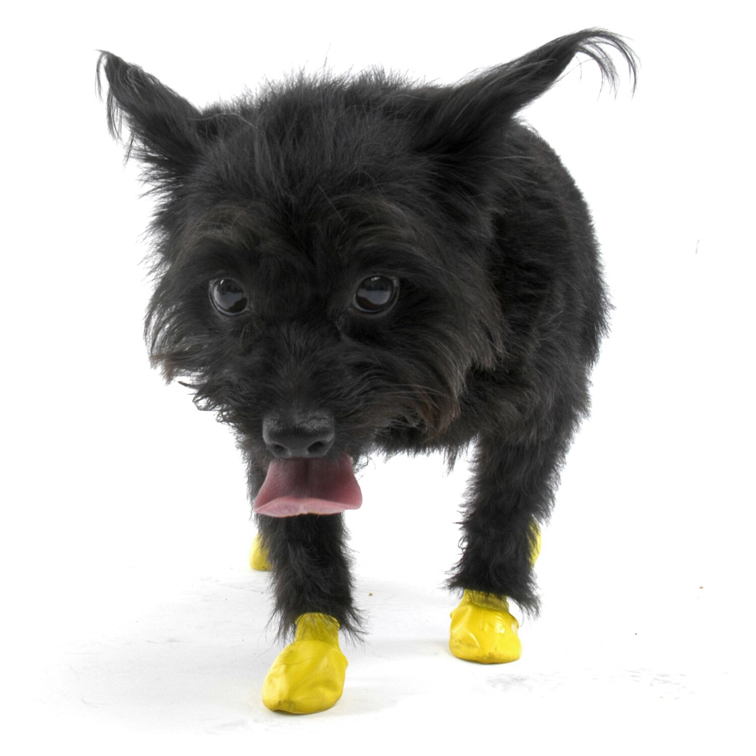 Pawz Rubber Waterproof Dog Boots, Tiny, Apple Green