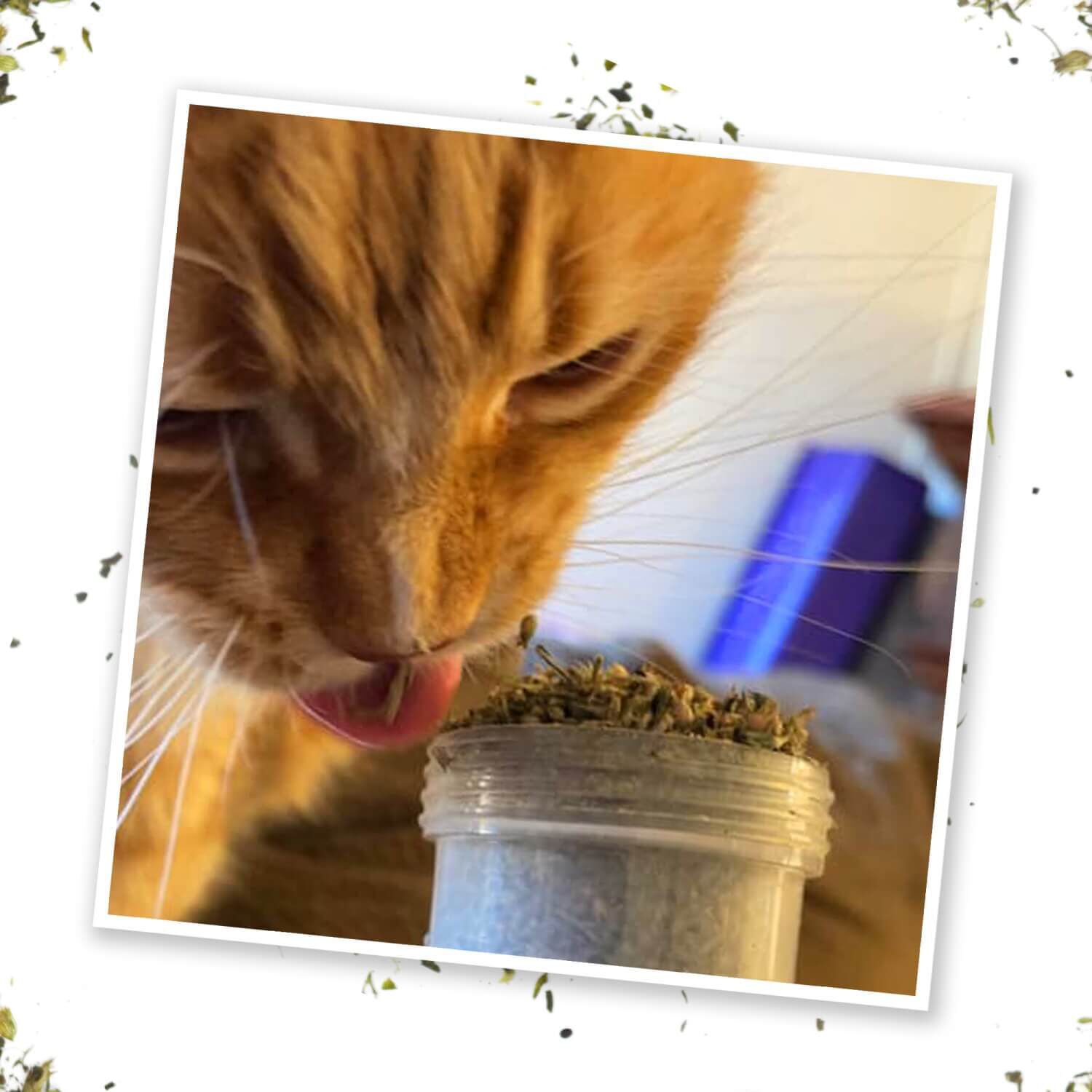 Meowijuana Kalico Kush - Valerian Root & Catnip Blend For Cats