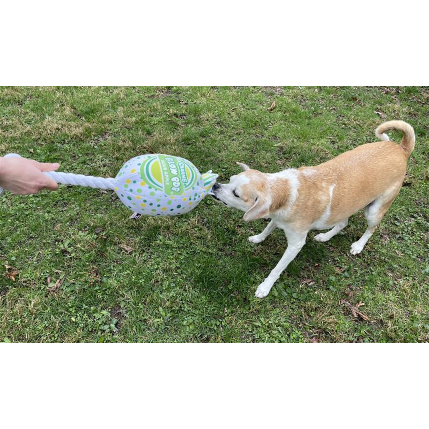 Tootsie Blow Pop Plush Squeaky Rope, Tug & Toss Large Dog Toy, 20"