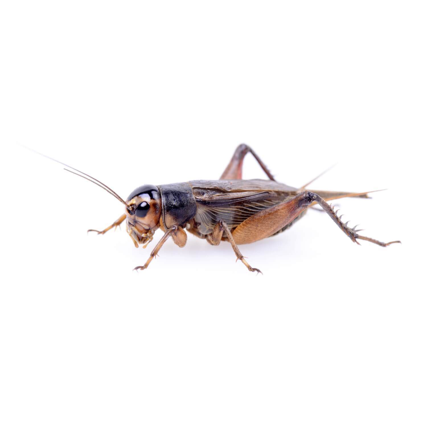 Live Crickets - Dozen Large