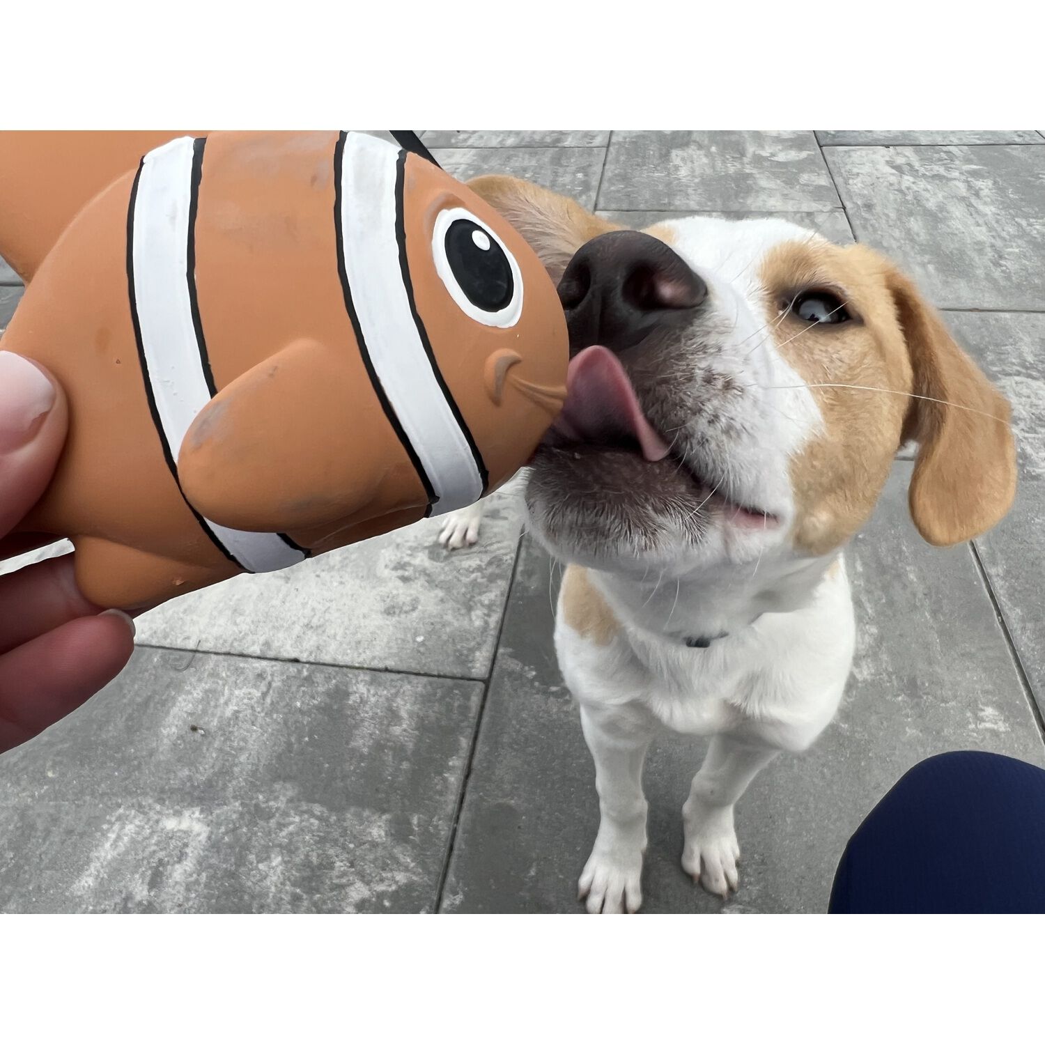 Territory Natural Rubber Clown Fish Squeaker Dog Toy, 5"