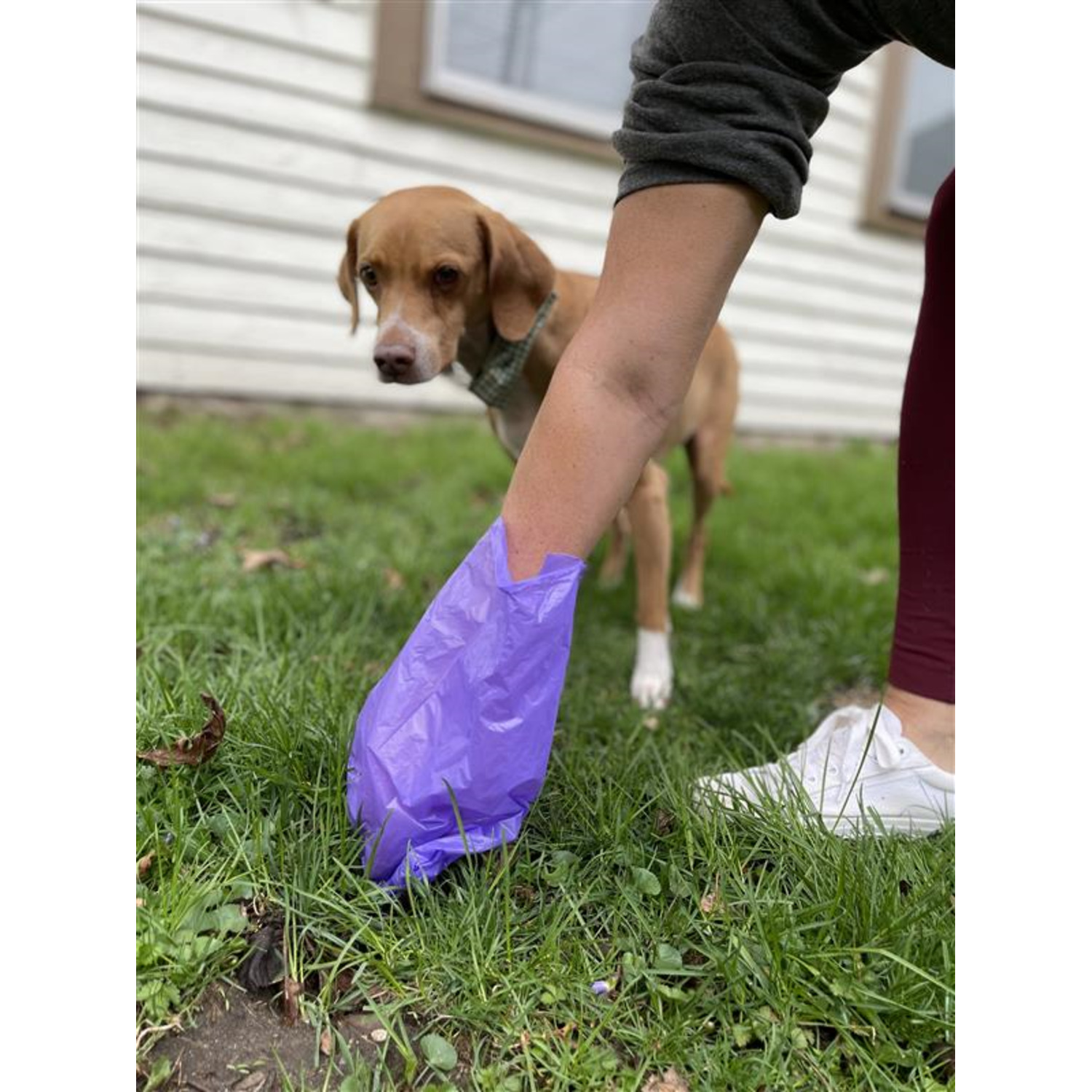 Aristopet Extra Thick Lavender Scented Dog Poop Bags, 25 Rolls - 375 Bags