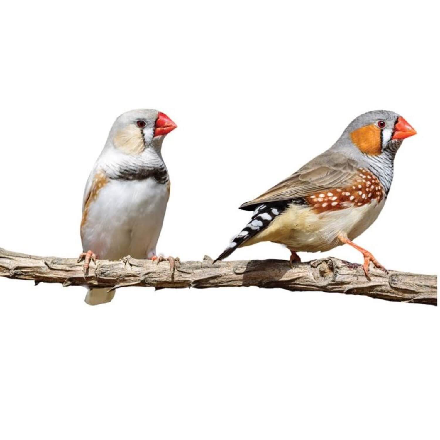 Zebra Finch