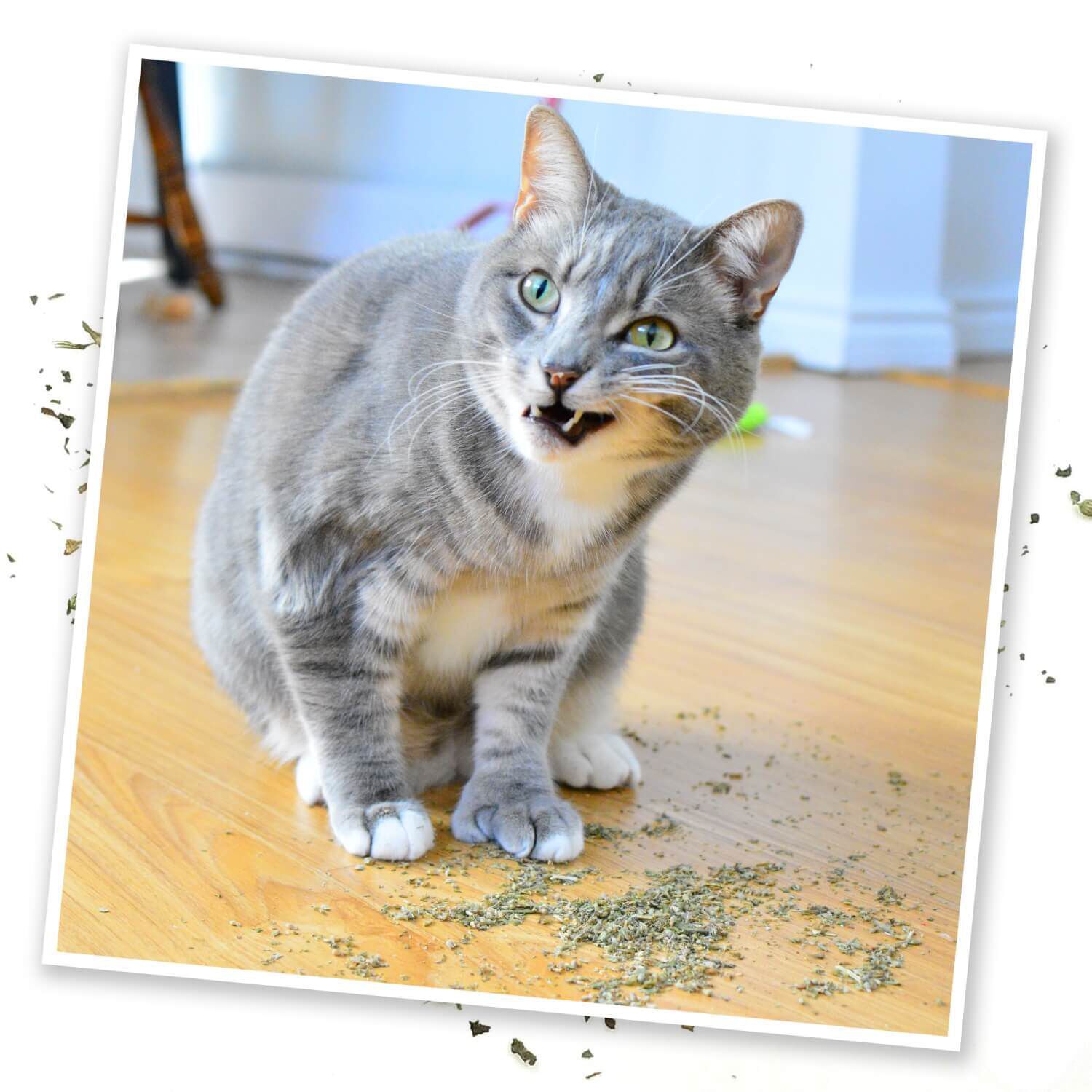 Meowijuana Purrple Passion - Silvervine & Catnip Blend For Cats