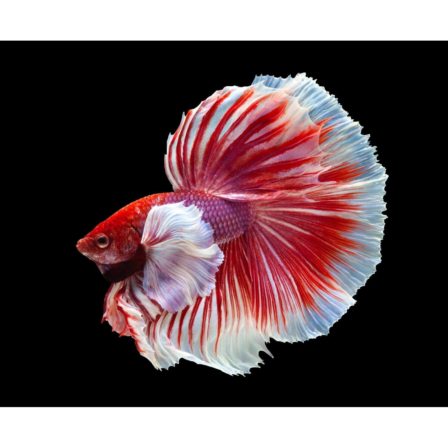 Dumbo Halfmoon Betta Male Large