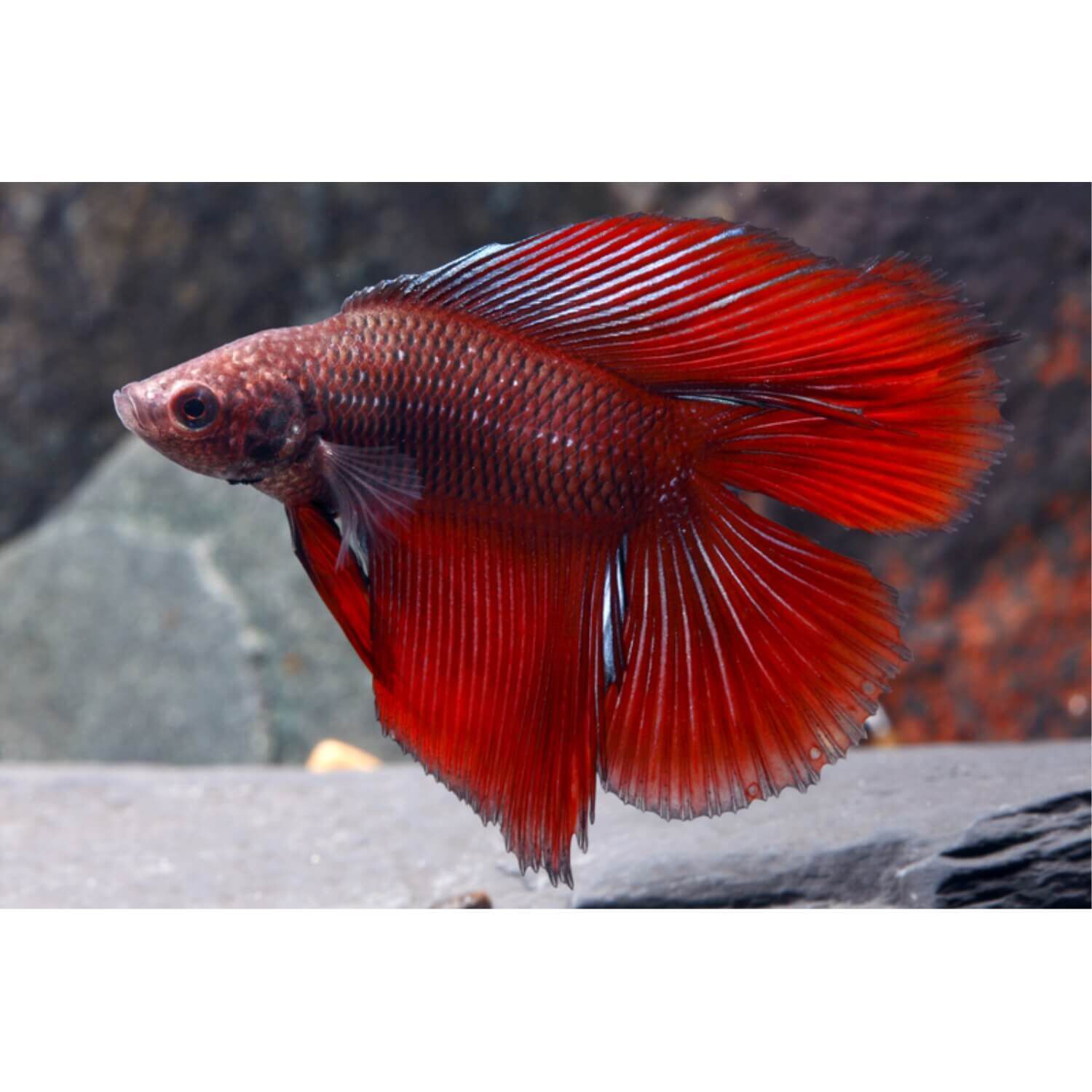 Twintail Halfmoon Betta Male Large