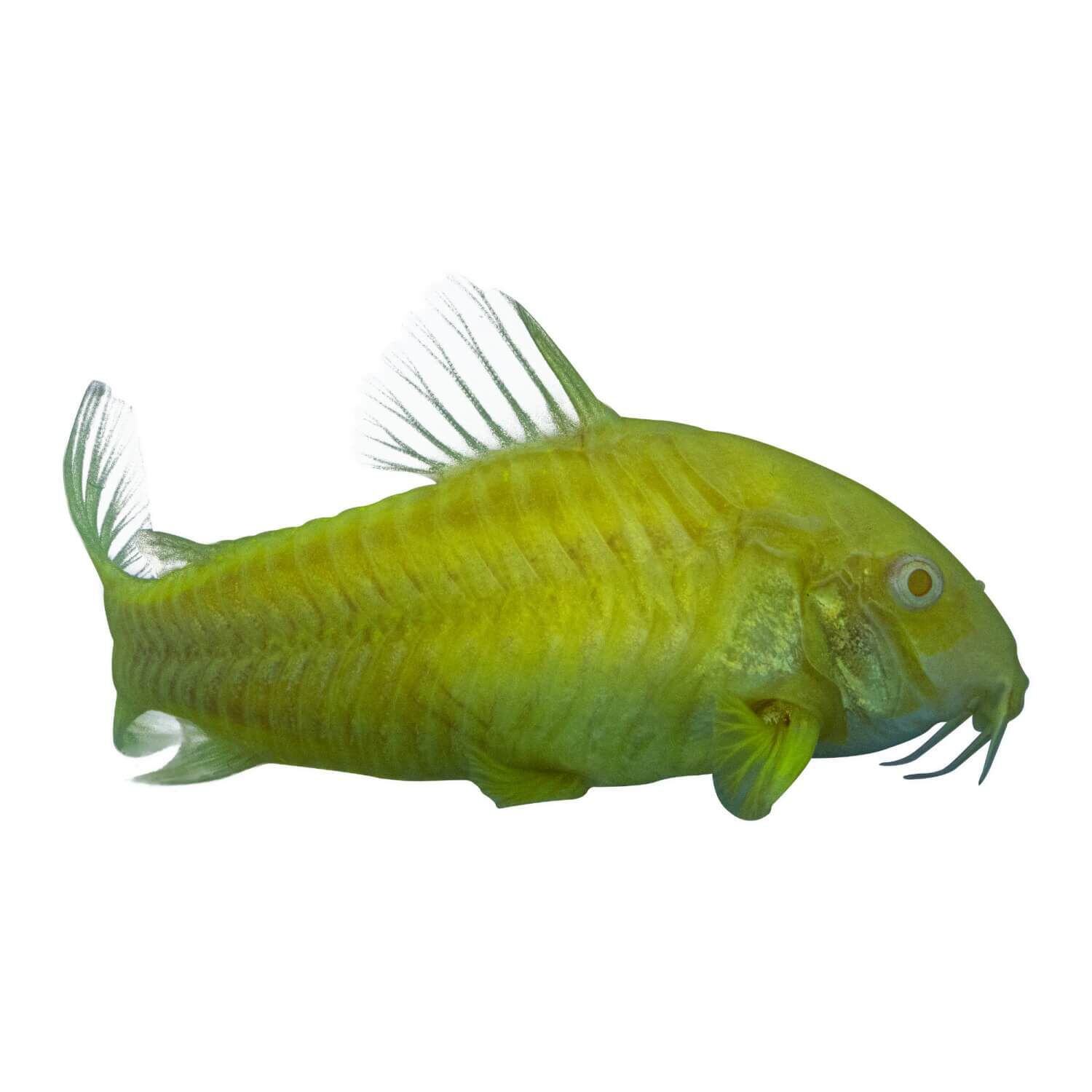 Glofish Corydoras Catfish