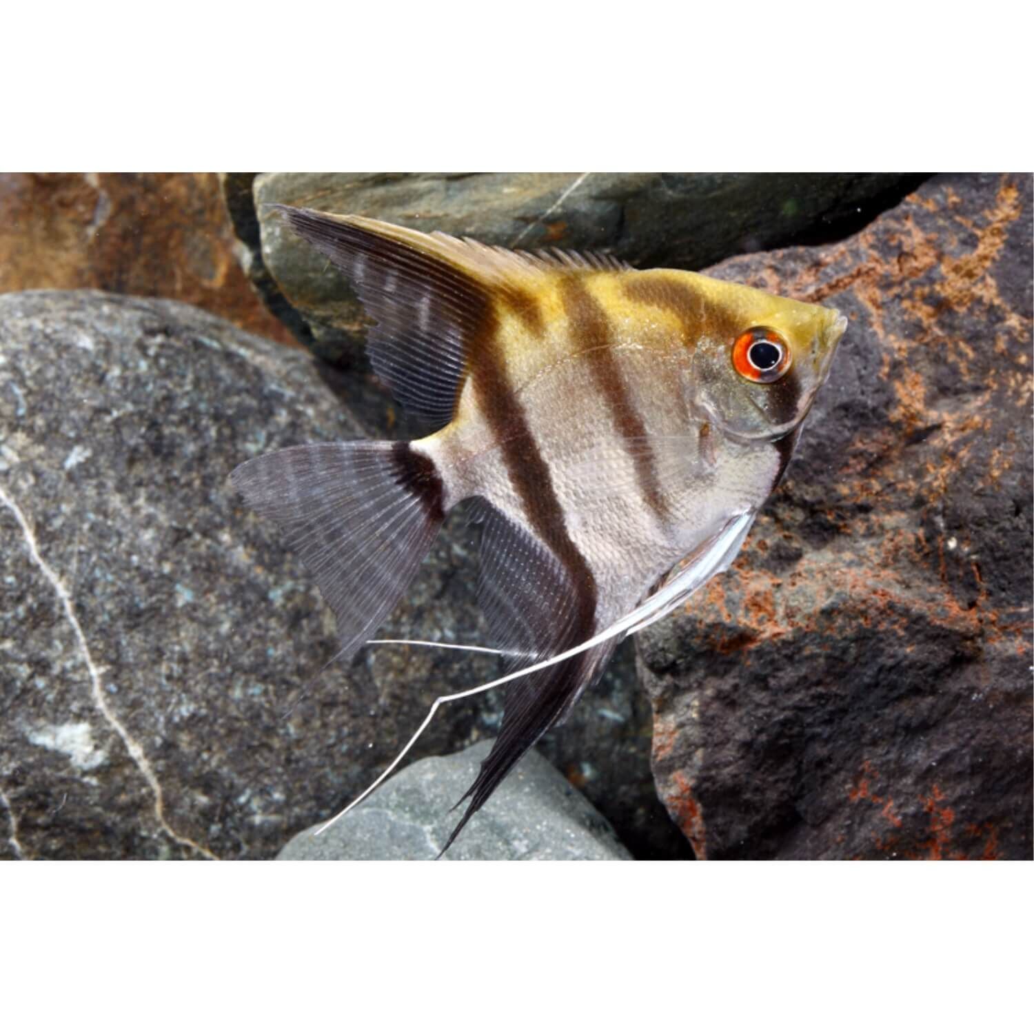 Assorted Fancy Angelfish