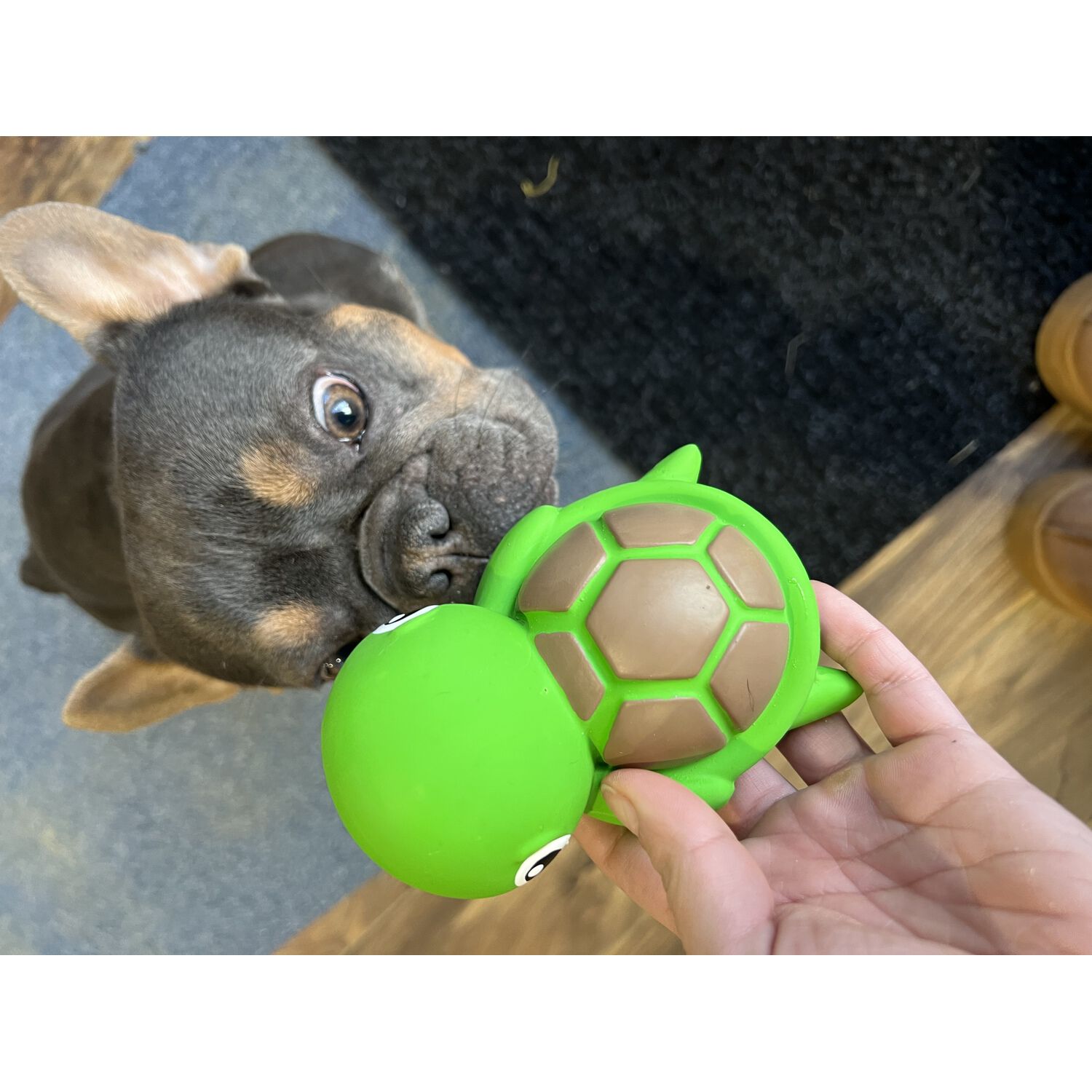 Territory Natural Rubber Turtle Squeaker Dog Toy, 5"