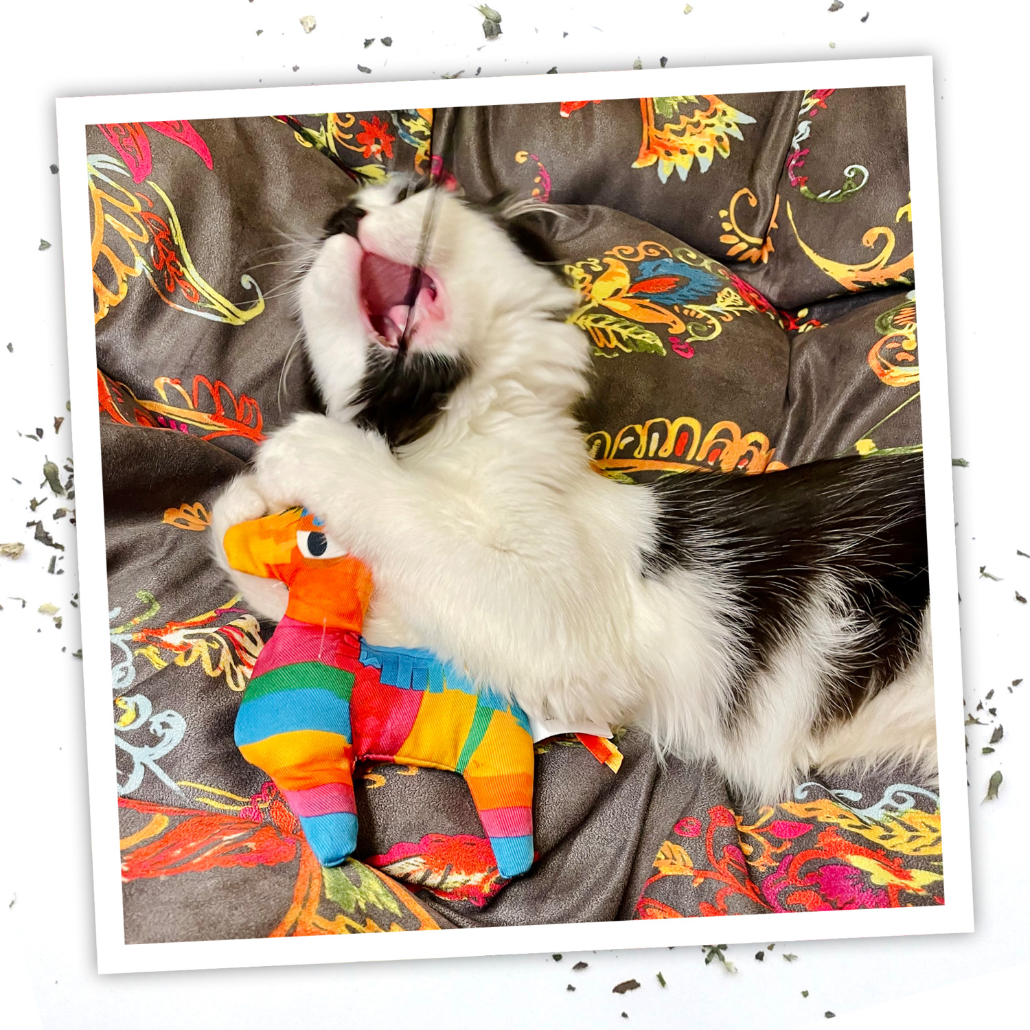 Meowijuana Get Smashed Llama Pinata Refillable Catnip Wand Cat Toy