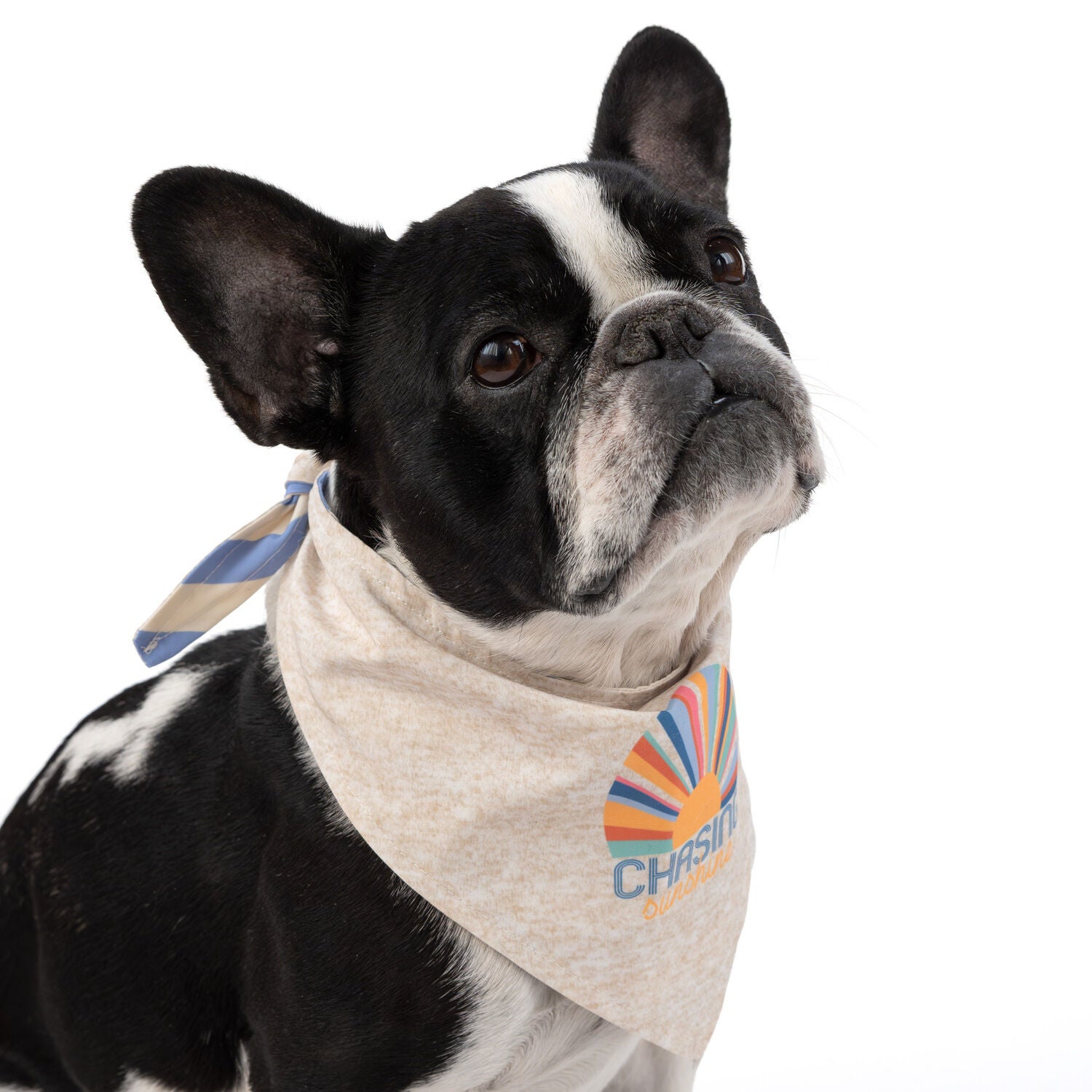 Simply Dog Reversible Chasing Sunshine Dog Bandana