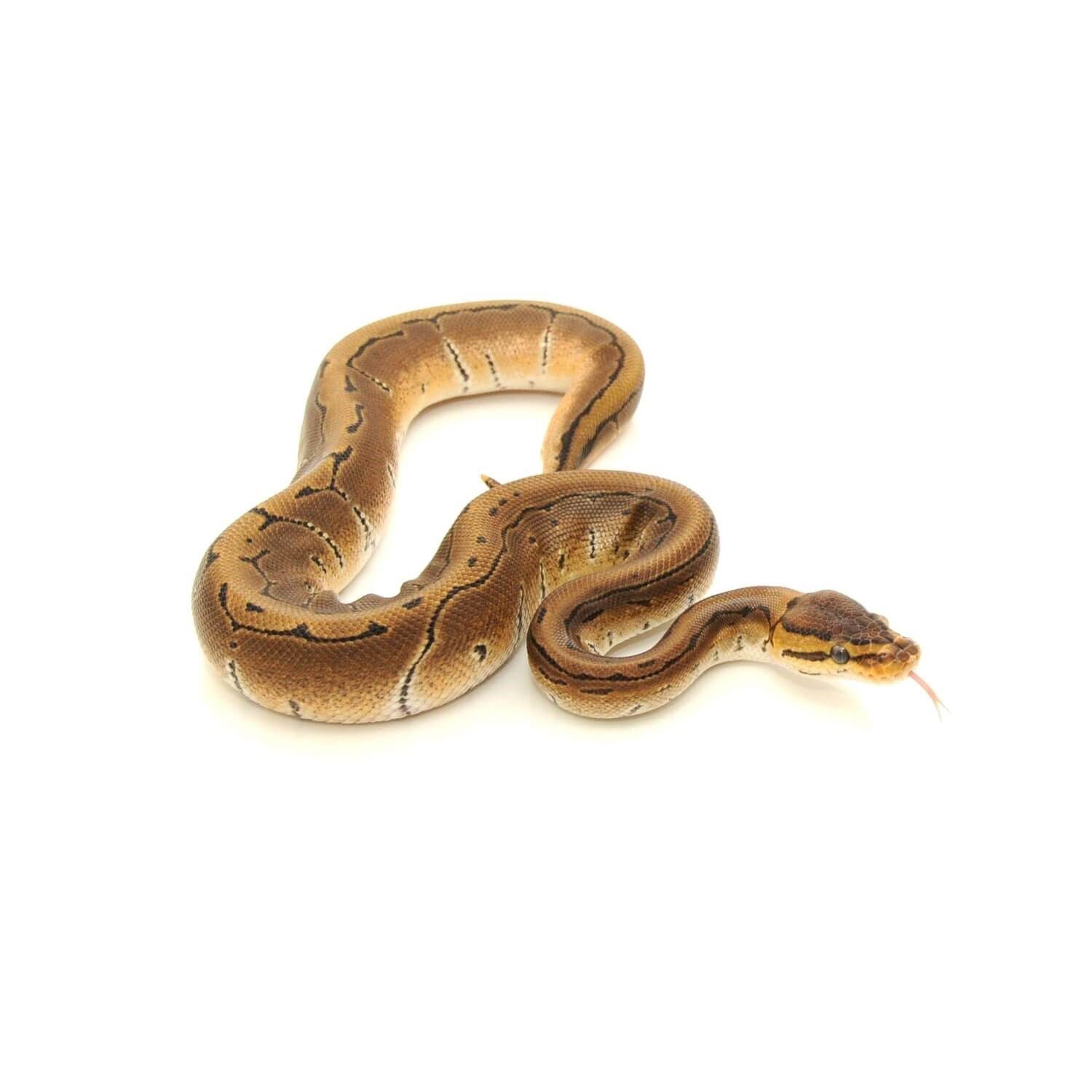 Fancy Ball Python
