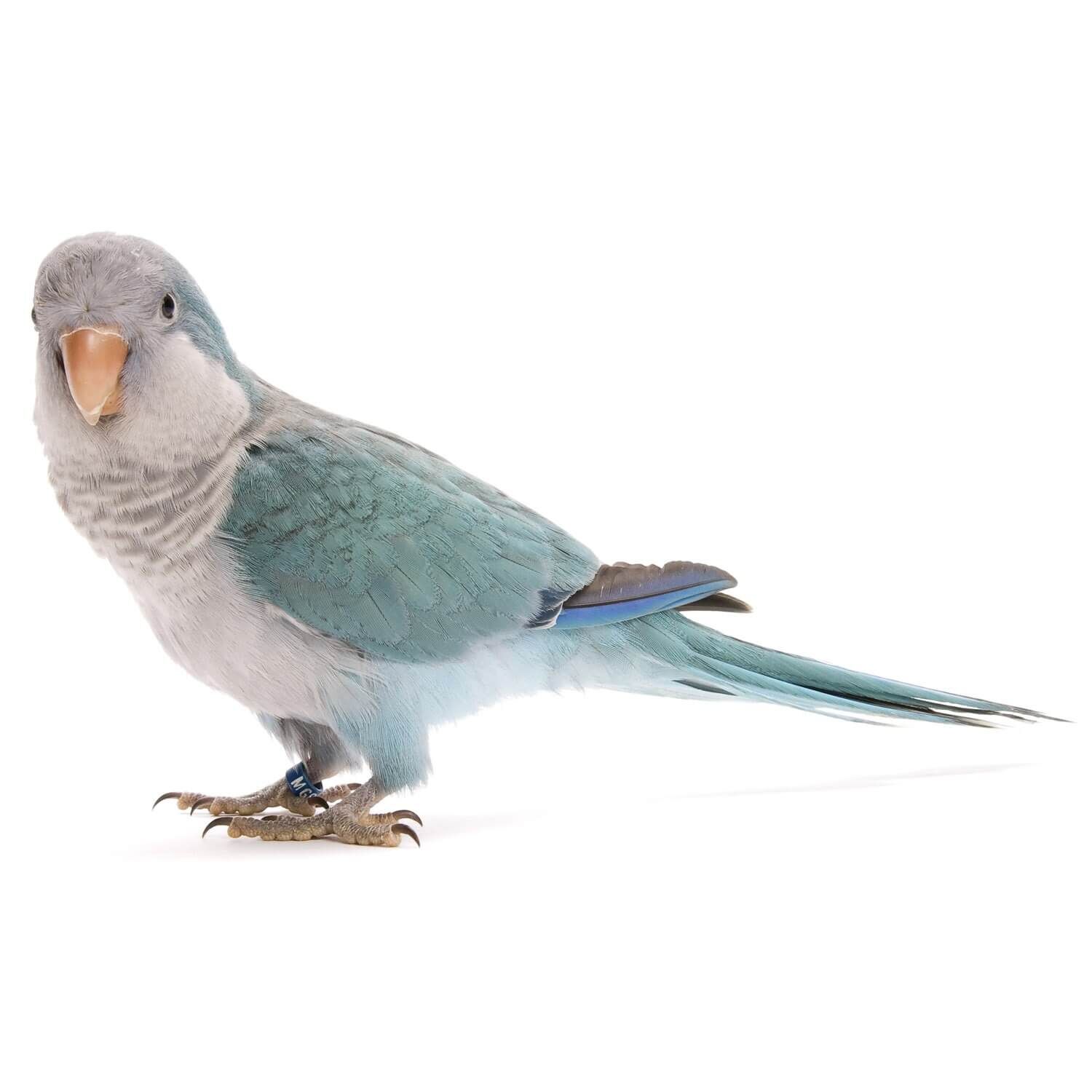 Blue Quaker Parrot