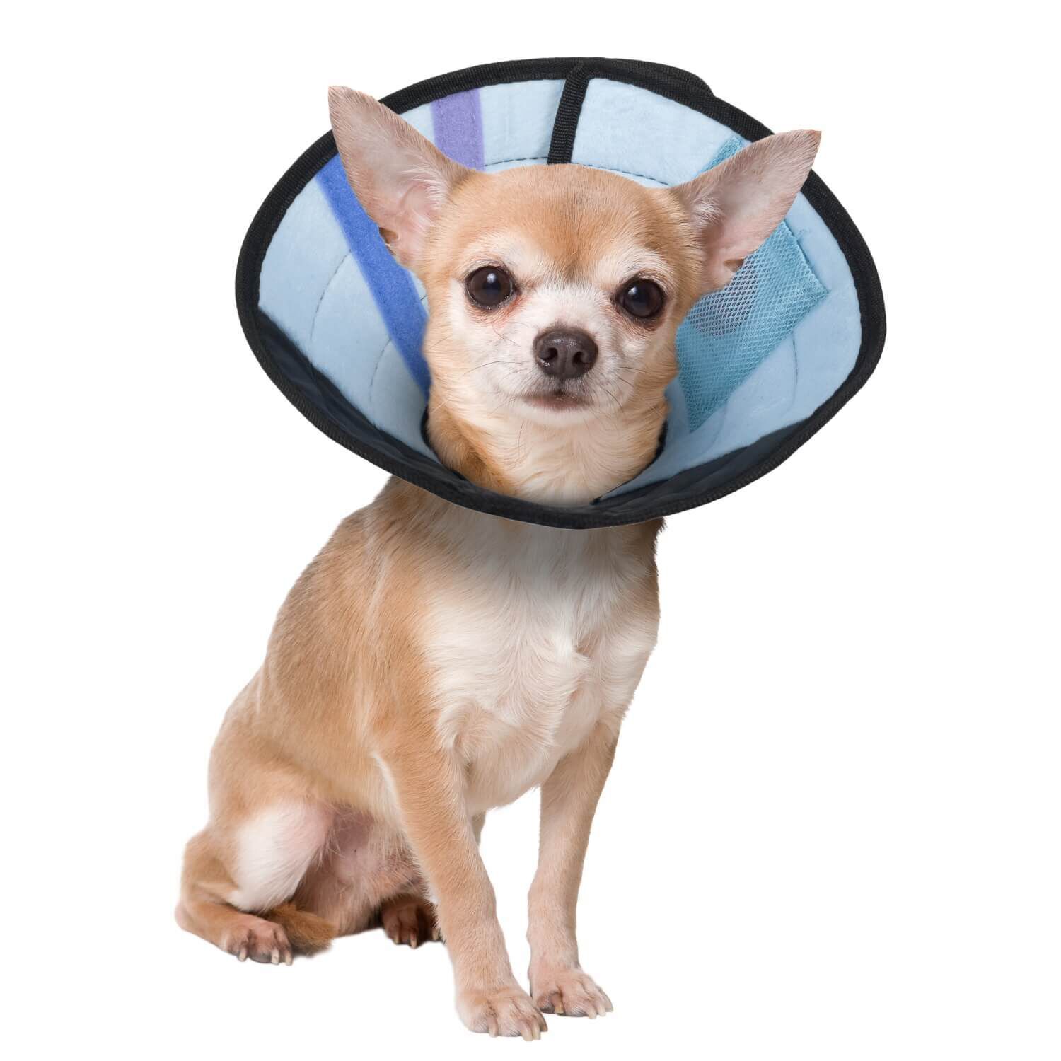 Calm Paws Dog Caring Collar With Calming Disk For Small Dogs