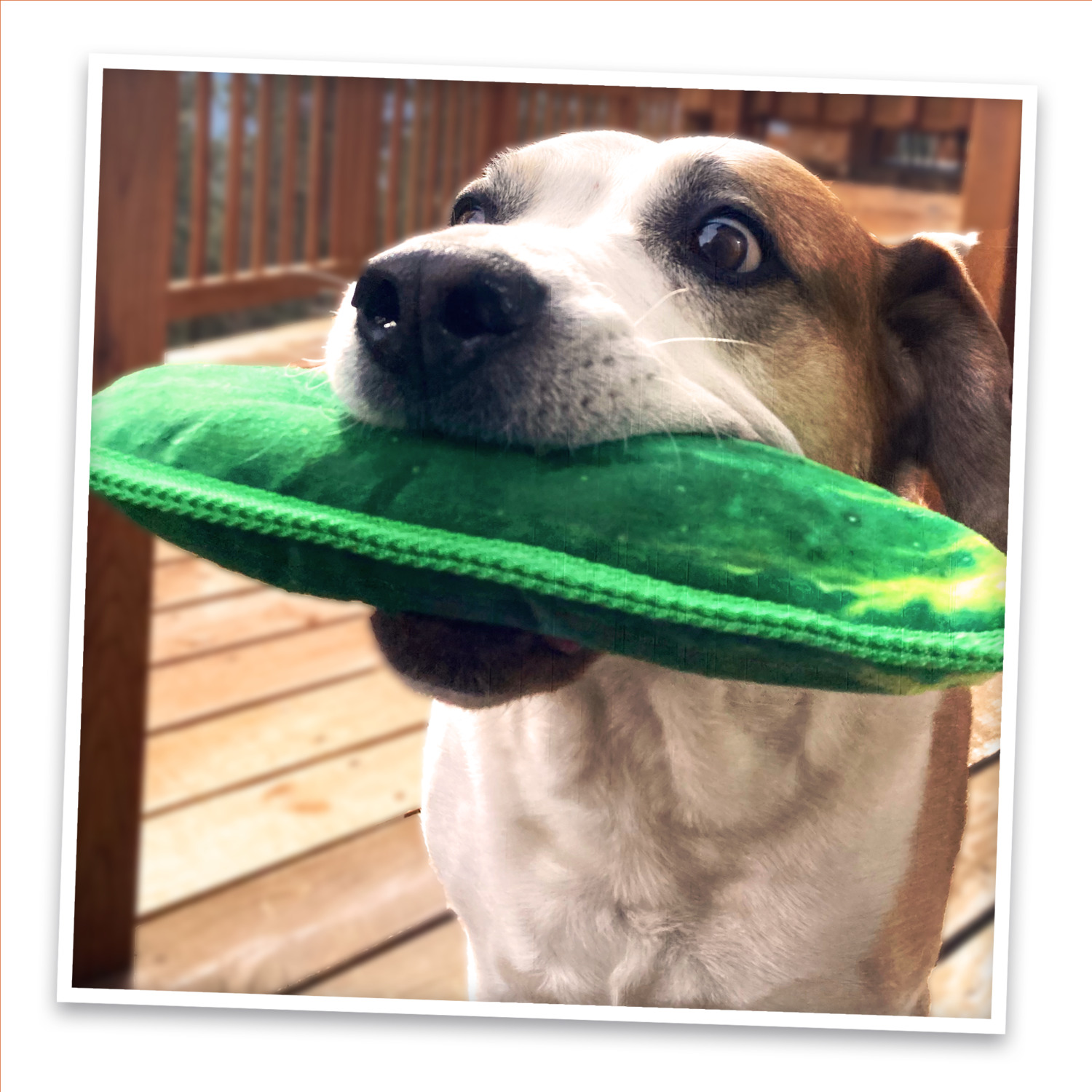 Doggijuana Tuffer Chewer Dill Pickle With Juananip Refillable Dog Toy
