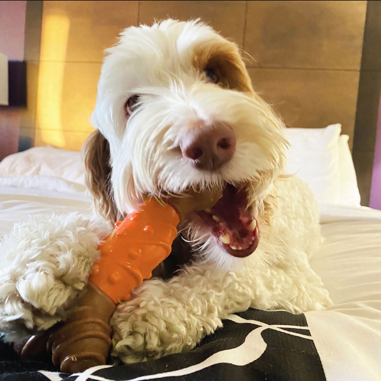 Spot Bambone Dental Bone Dog Chew Toy, 6", Peanut Butter