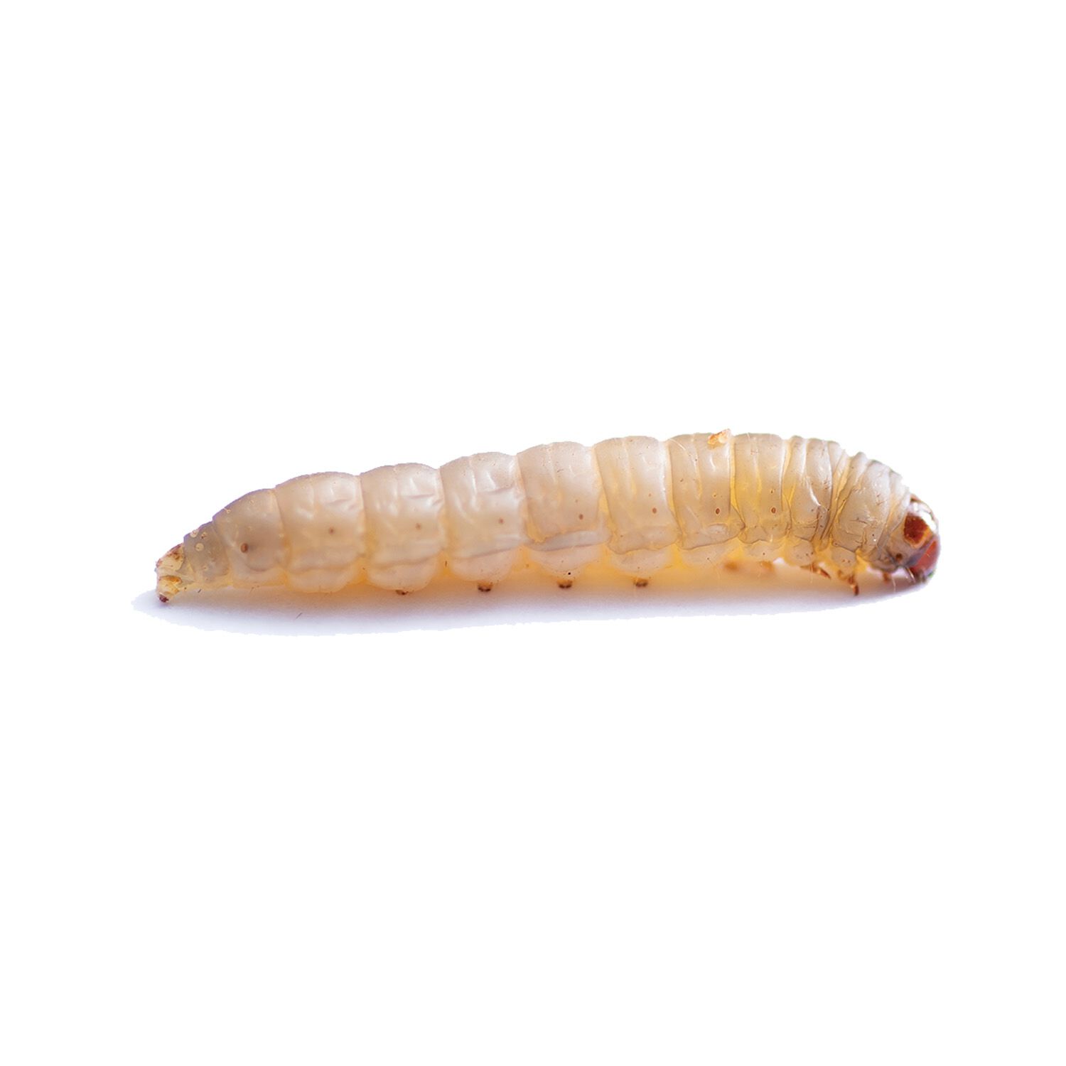 Live Waxworms