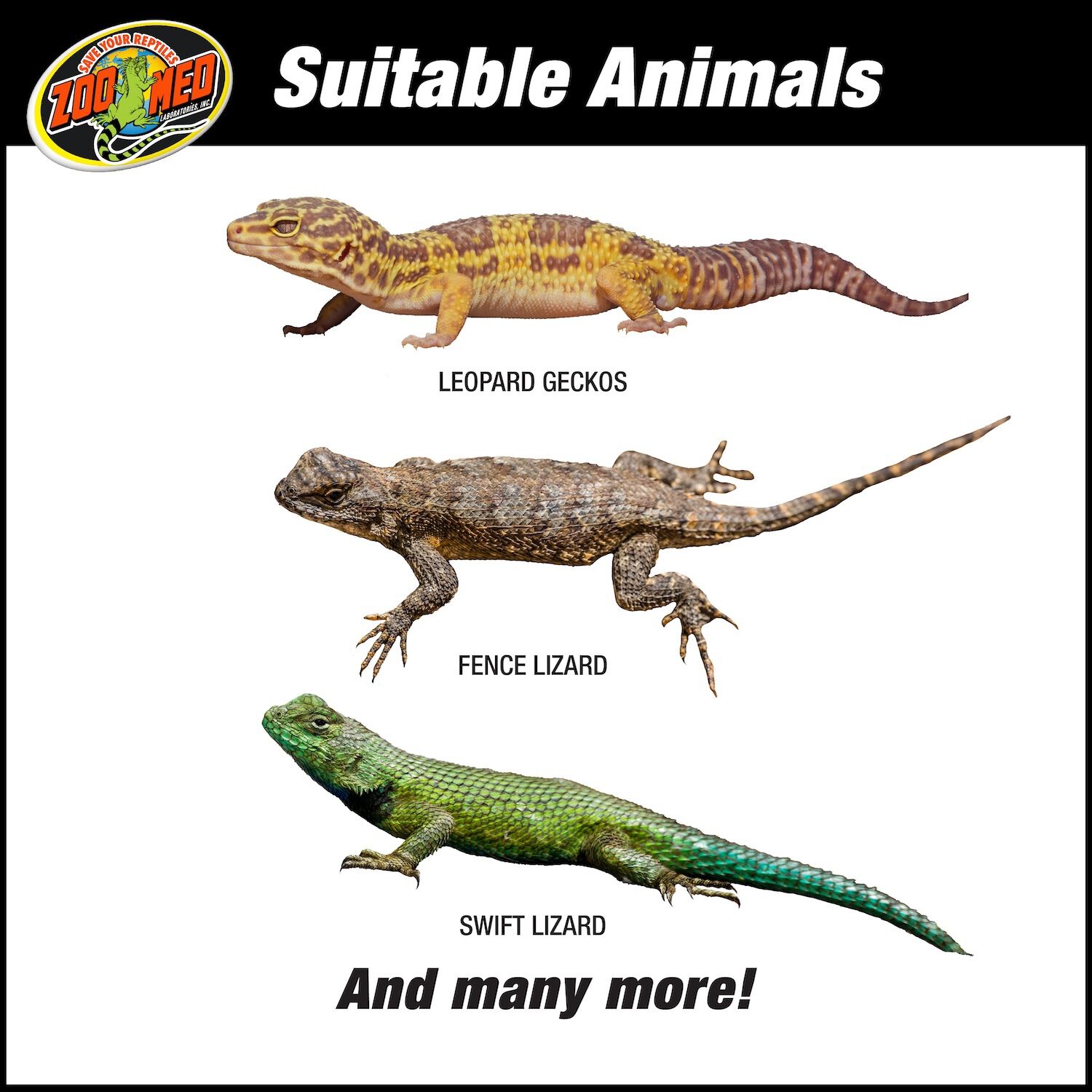 Zoo Med Reptihabitat 10 Gallon Desert Starter Kit Reptile Enclosure