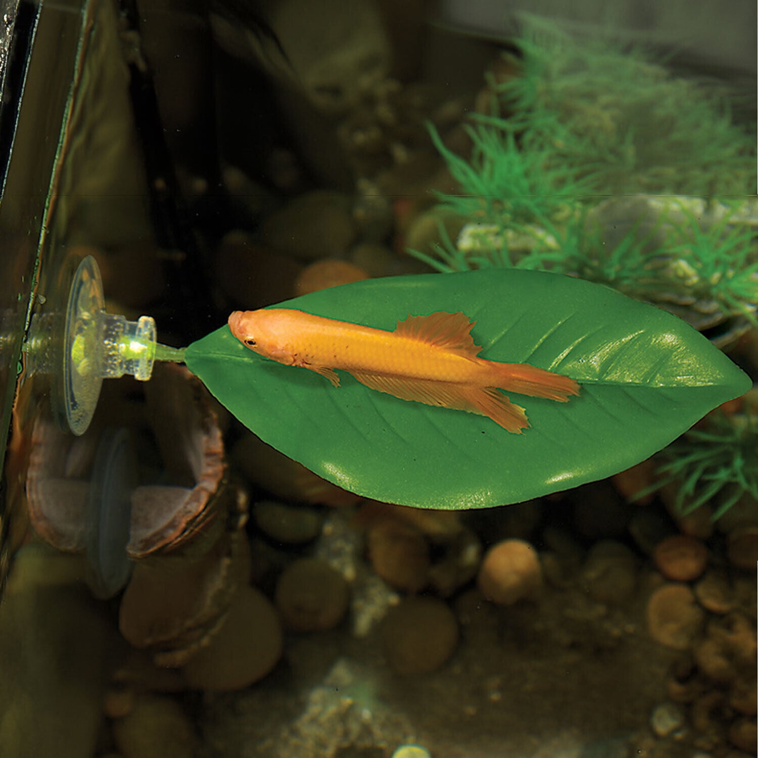 Zoo Med Large Betta Leaf Hammock Aquarium Plant