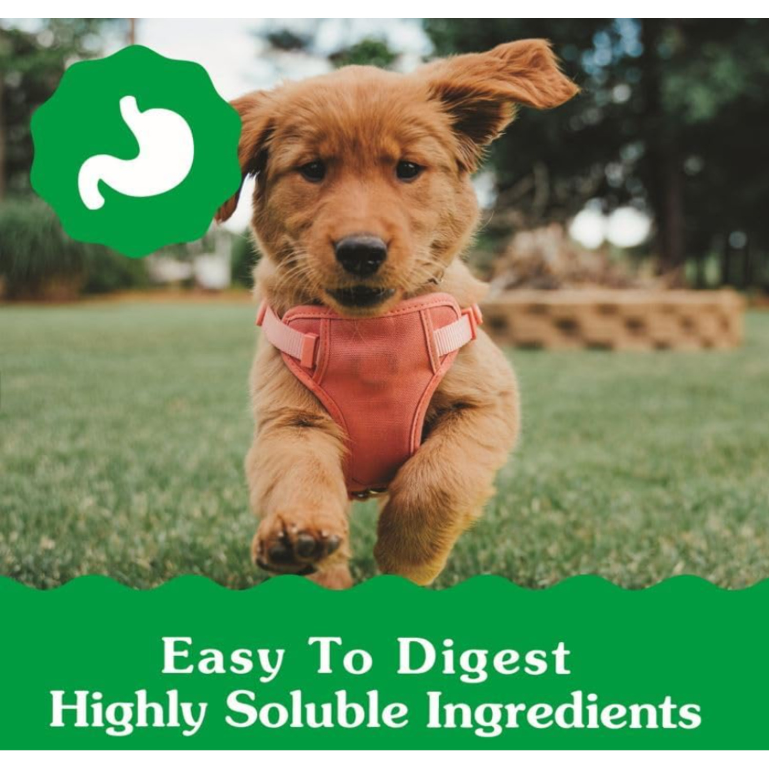 Greenies Dental Treats Petite 6+ Months Puppy Daily Dog Treats, 10 Count