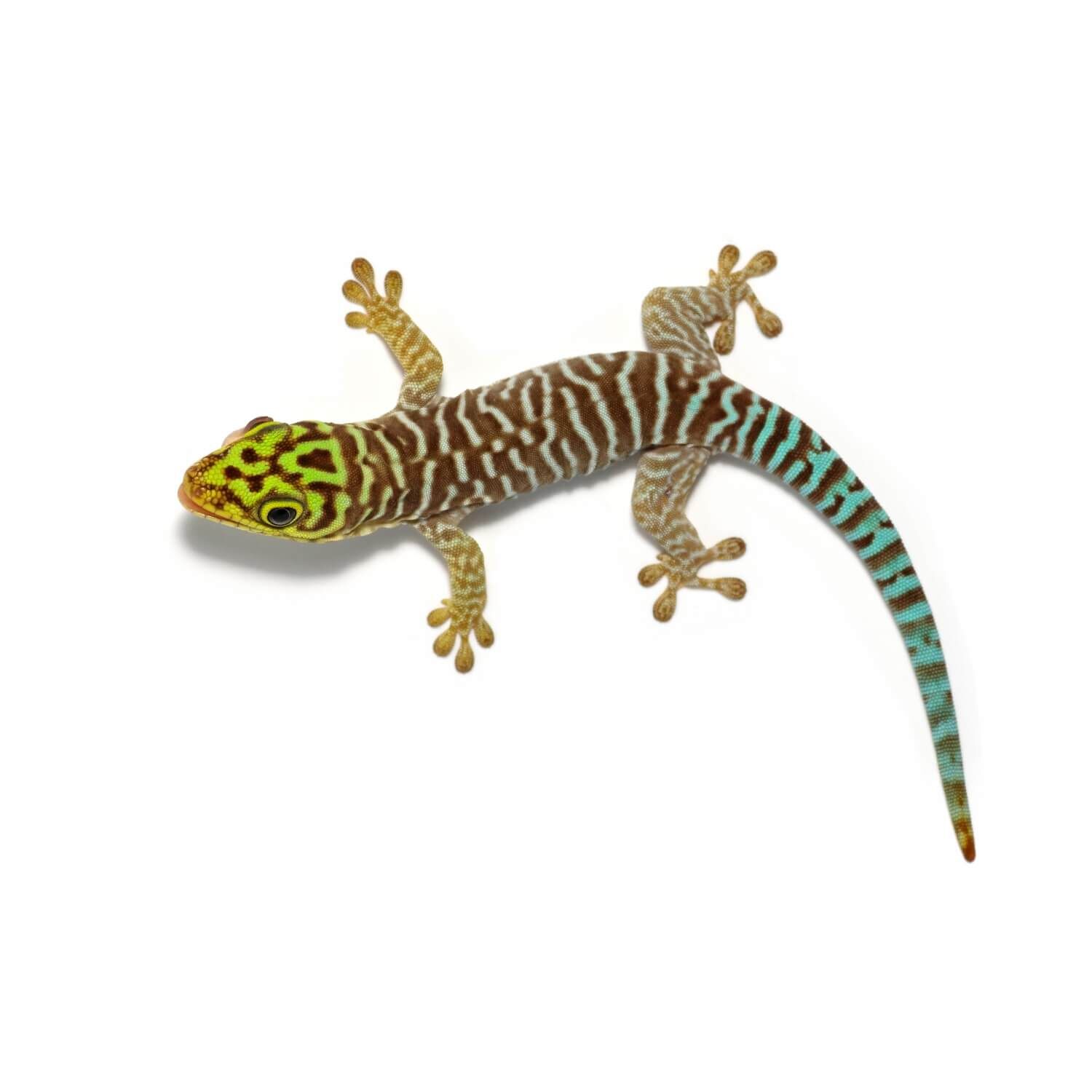 Standing Day Gecko