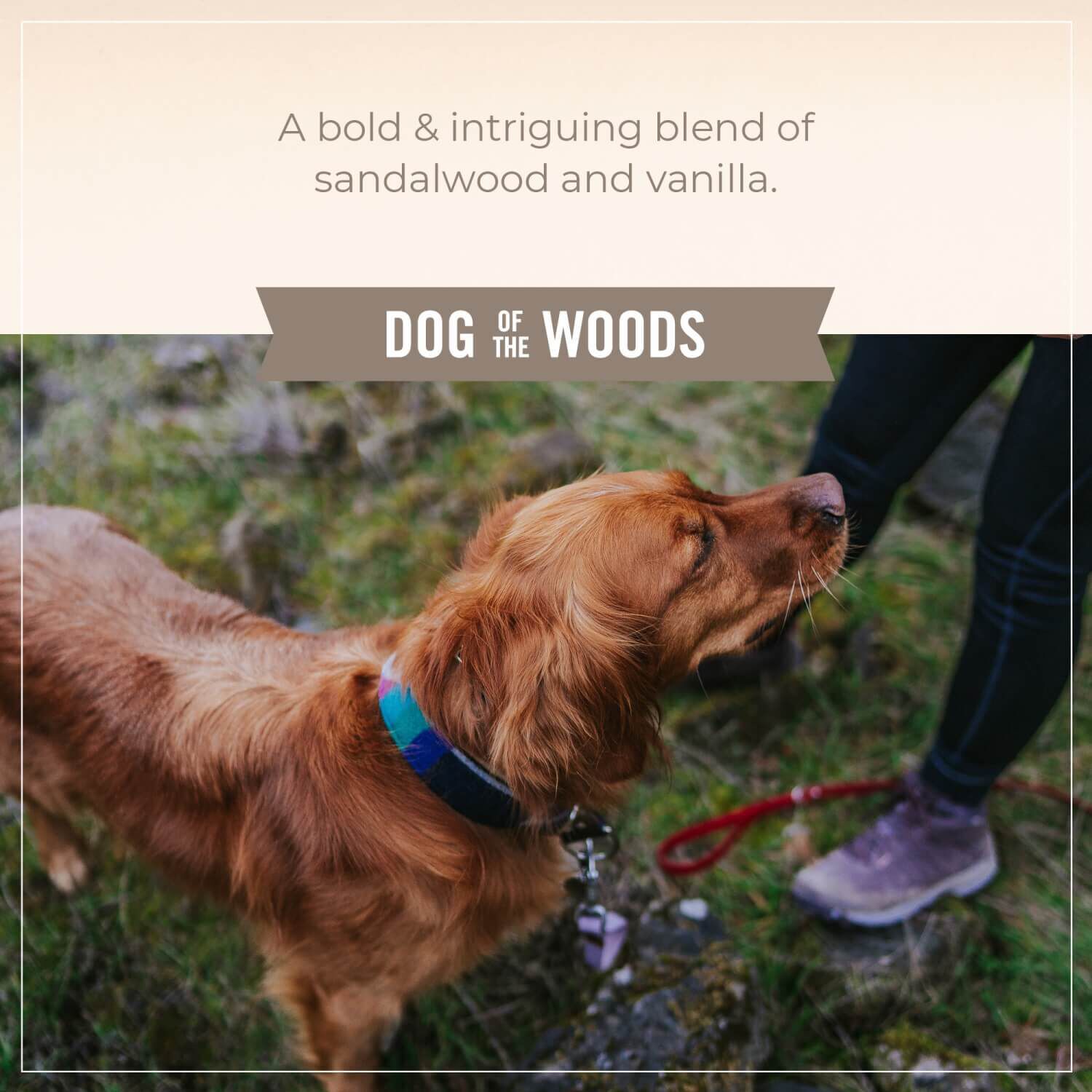 Skout's Honor Probiotic Deodorizer Dog Wood