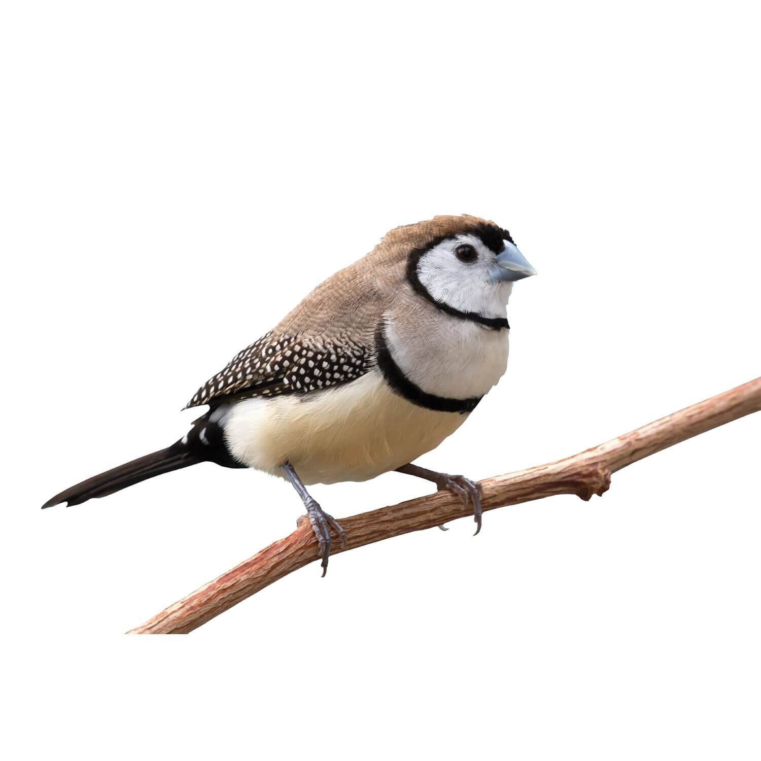 Owl Finch