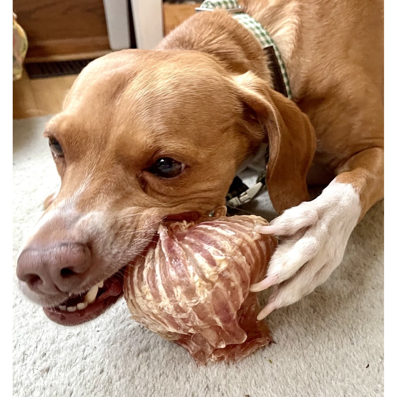 Performatrin Ultra Beef Trachea Balls Dog Treats, 3-4"