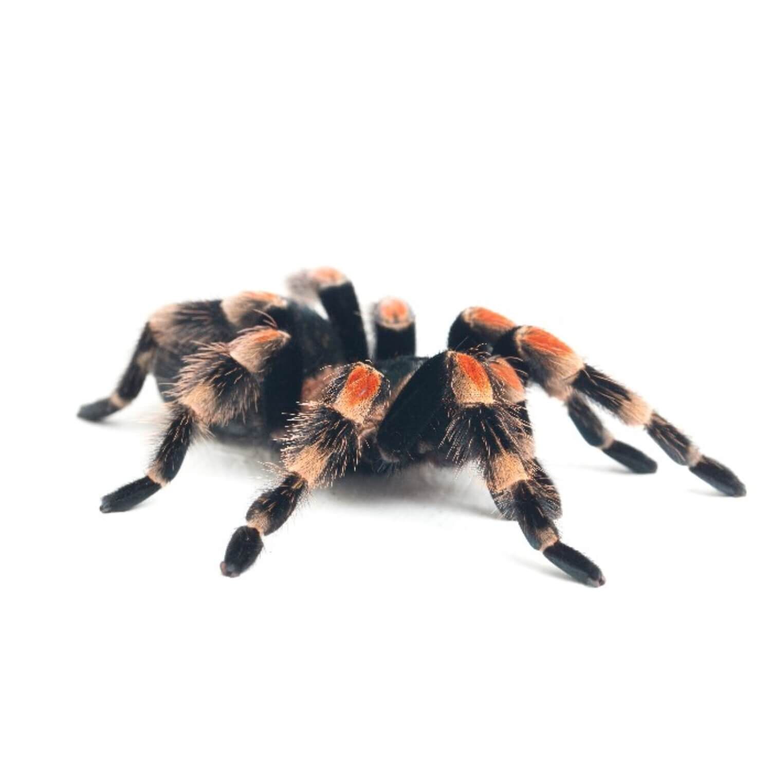 Mexican Red Knee Tarantula
