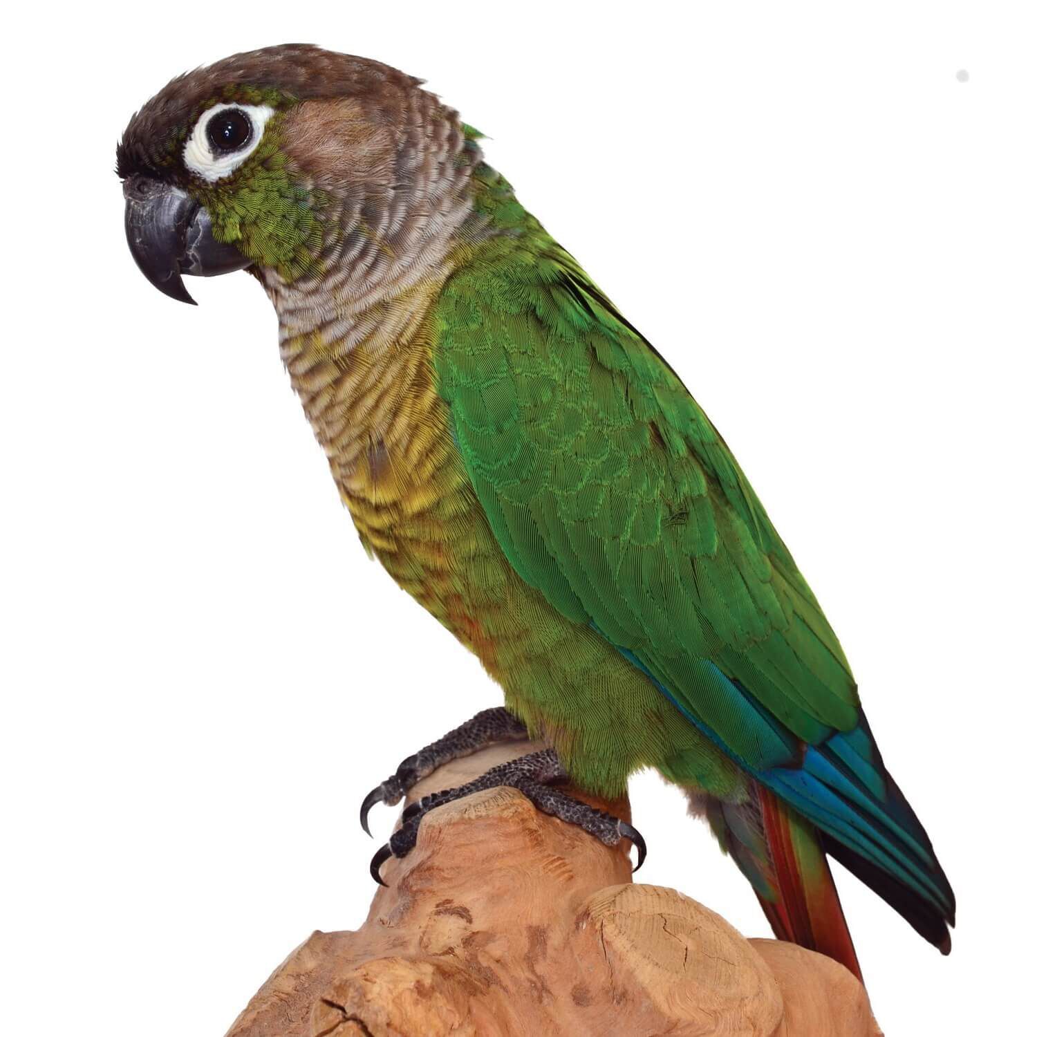 Assorted Green Cheek Conure